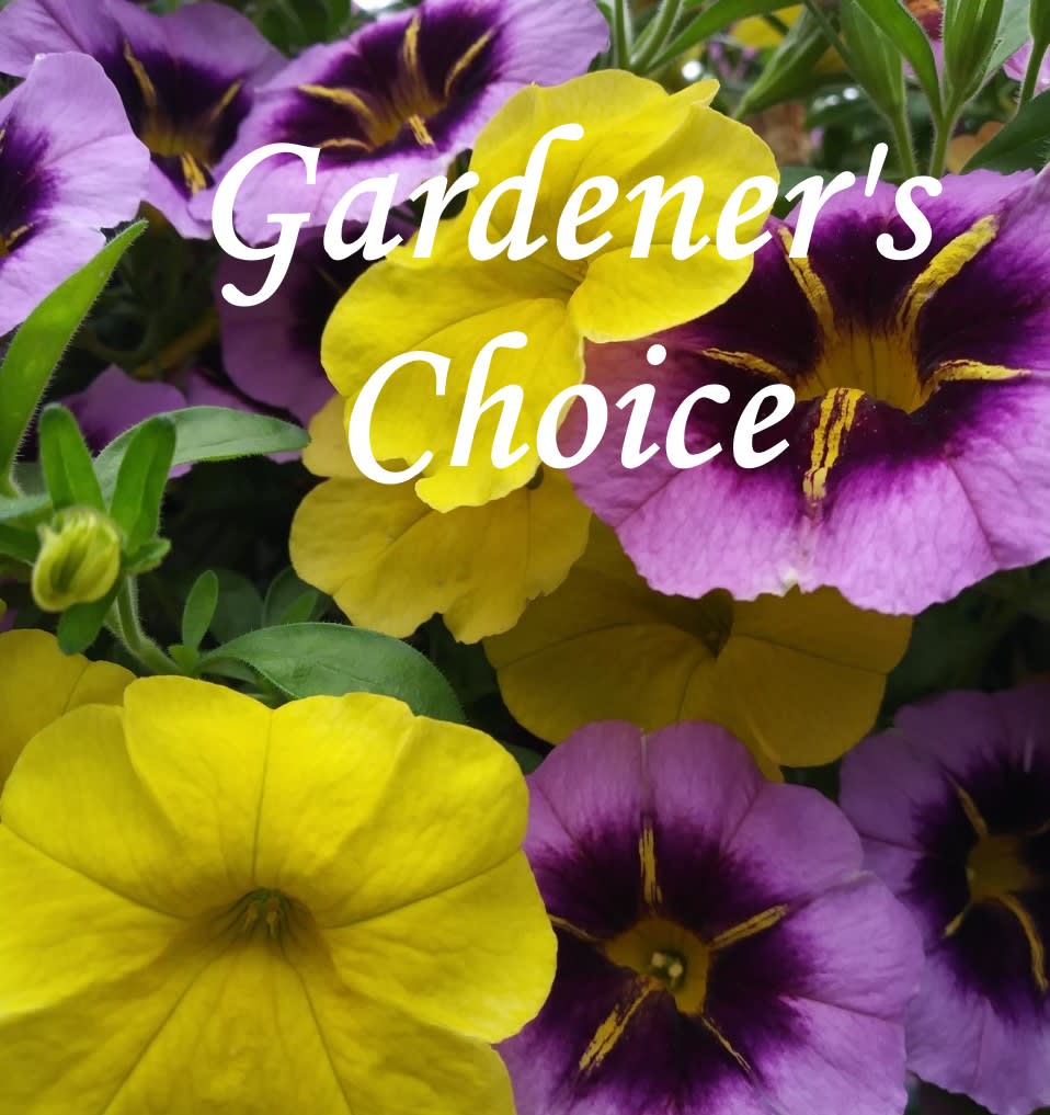 Gardener's Choice Hanging Basket GC-S005 - Our expert gardener's will select the best hanging basket. Sun loving annuals are combined in a beautiful, long lasting, hanging basket.  **PLEASE NOTE: plant selection may differ from the ones pictured. **Actual plants may vary so that we may choose the best in stock to fill your order. To inquire about varieties in stock, please call our Garden Center.