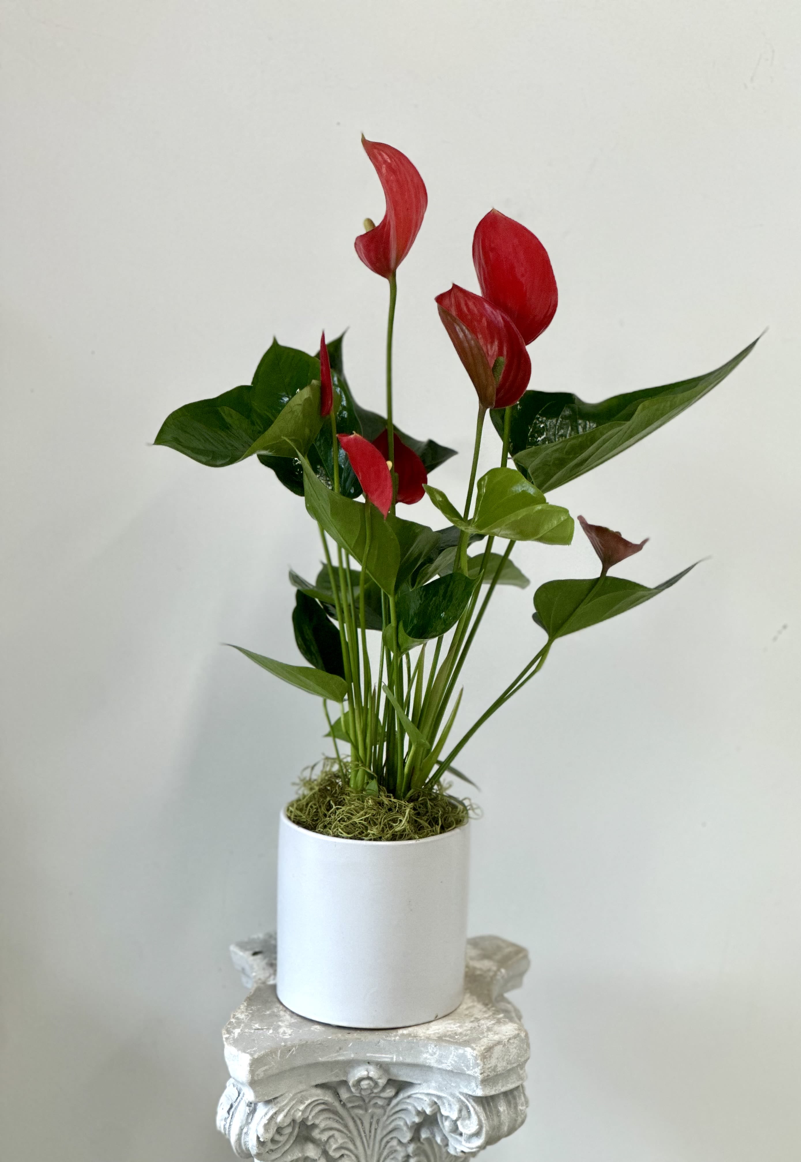Vibrant Blooming Anthurium Plant by Westford Florist Floral Art by Veny Vibrant Blooming Anthurium Plant by Westford Florist Floral Art by Veny - Transform your space with the captivating elegance of our Vibrant Blooming Anthurium Plant. This exquisite plant features striking, glossy leaves paired with an array of stunning blooms that exude a sense of luxury and refinement. Each carefully arranged piece comes in a beautifully designed pot, making it a perfect addition to any home or office décor. With minimal care required, this resilient plant offers long-lasting beauty and is known for its air-purifying qualities—enriching your environment while enhancing your aesthetic appeal. Elevate your indoor garden today and experience the vibrant charm of nature right at your fingertips.