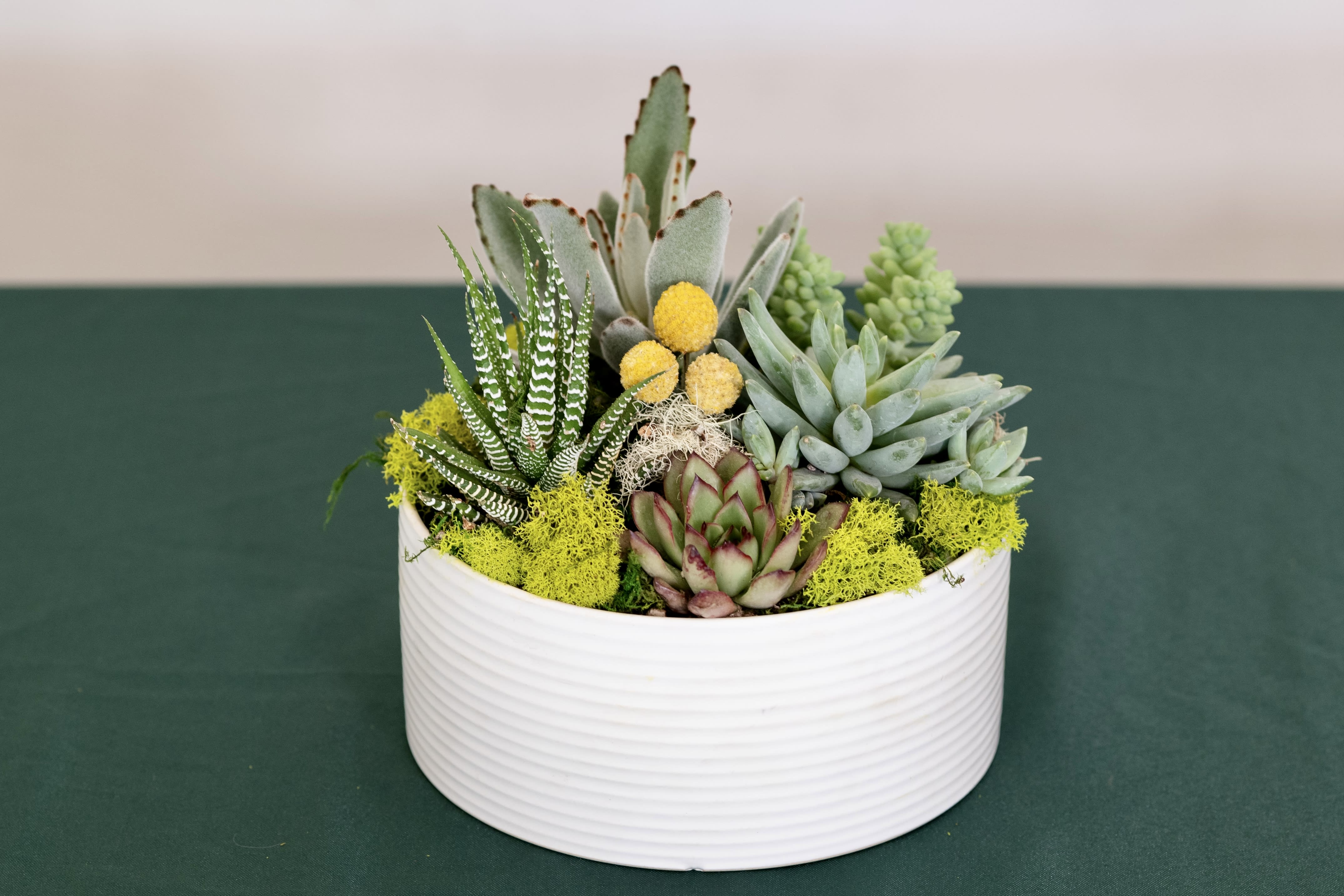Modern Succulents - A trendy white bowl contains a collection of succulents of varying sizes, shapes, and colors. Charcoal Rocks, mosses and seashells complete this design with an artful and modern aesthetic.