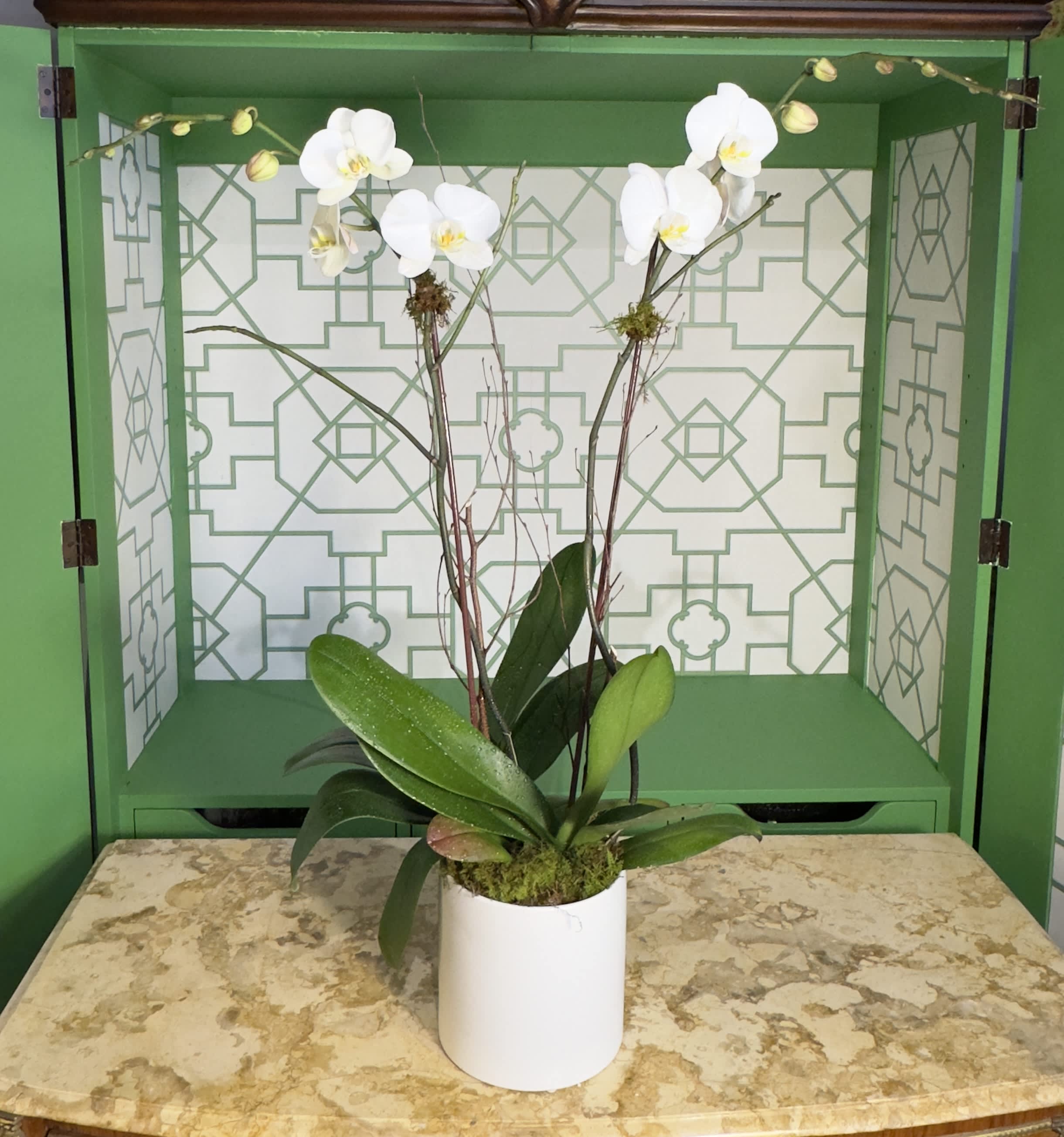 Double White Phalaenopsis Orchids - A timeless display of elegance, this white ceramic cylinder features two stunning white Phalaenopsis orchids. Sleek and graceful, this arrangement adds a touch of sophistication to any space—perfect for gifting or brightening up your home or office.  Please note: Orchid color and container may vary based on availability, ensuring each piece is one of a kind.  Orchid Care Instructions: To keep your Phalaenopsis orchids looking their best, water them moderately every other week using a spray bottle. Dampening the soil is sufficient—be sure not to overwater. Place your orchids in a spot with bright, indirect light, and avoid direct sunlight or exposure to air conditioning. Orchids thrive best when kept in a location with steady warmth and humidity. With proper care, your orchids will continue to bloom and add beauty to your space for a long time.