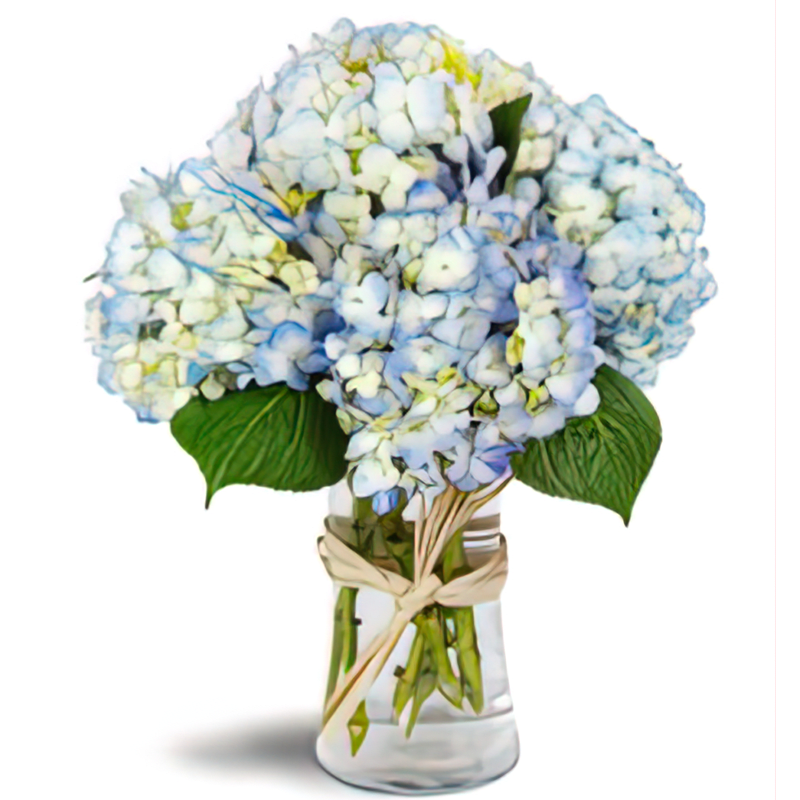 Cloud Nine - Up, up, and away! Send them to cloud nine with this fluffy bouquet of fragrant blue blooms. It’s a lovely way to celebrate Mother's Day, a beautiful new baby, or any special occasion.