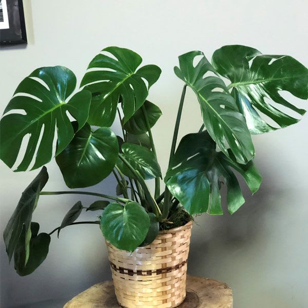 Monstera - - Ideal for planting in your home or office throughout the year - Grows well in medium to low sunlight - Air-purifying Swiss cheese plant requires medium watering