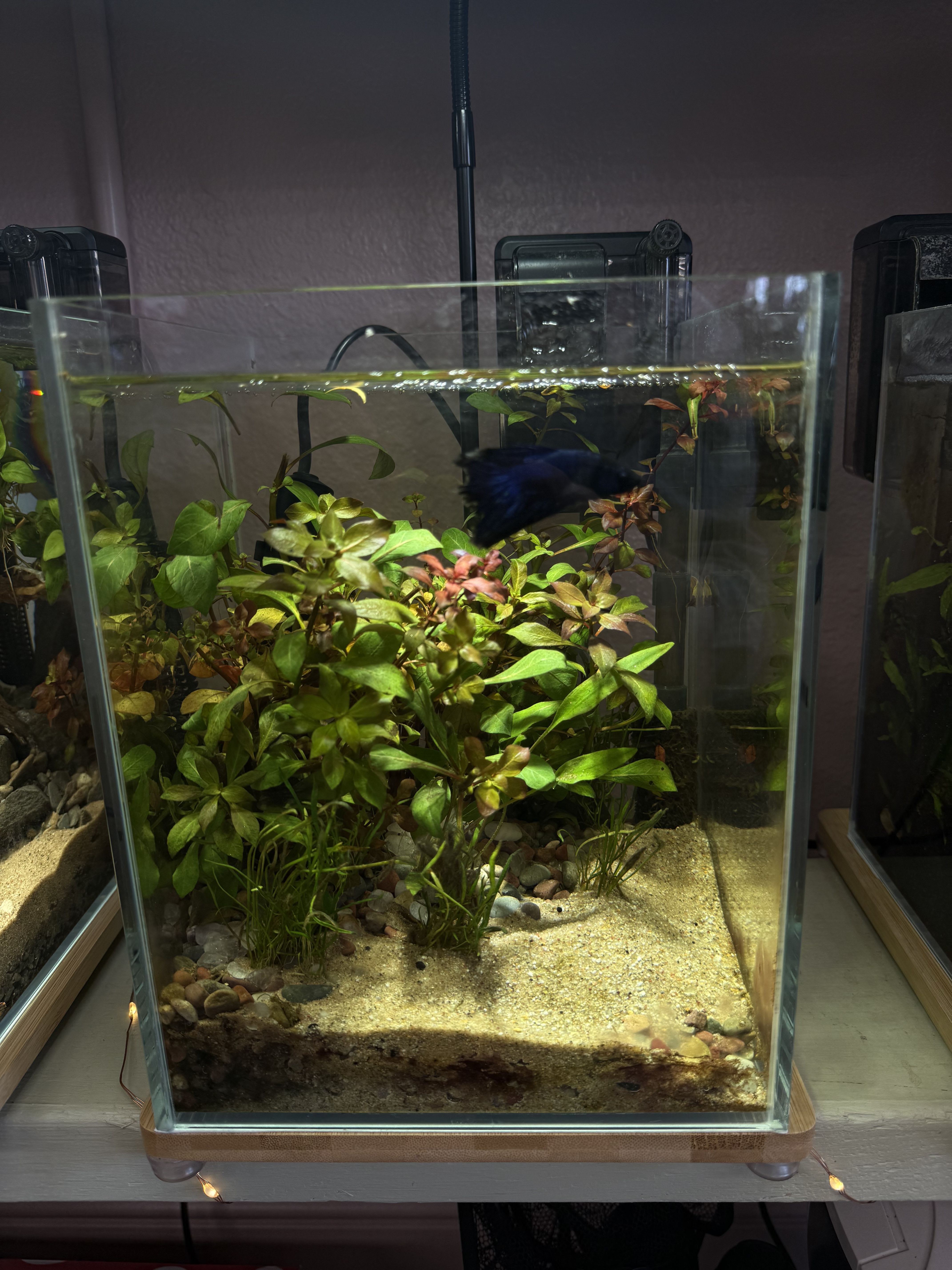 Planted Desktop Aquarium 2 Planted Desktop Aquarium 2 - Transform your, or a loved ones workspace into a peaceful oasis! A stunning aquatic environment designed to bring serenity to your daily routine. Featuring lush, live aquatic plants, and natural substrates. Perfect for a betta fish or just plants, this compact aquarium is ideal for desktops, shelves, or small nooks. Crafted for both beauty and low maintenance, it combines modern design with the soothing movement of nature. Each includes a heater, filter, and light stand.