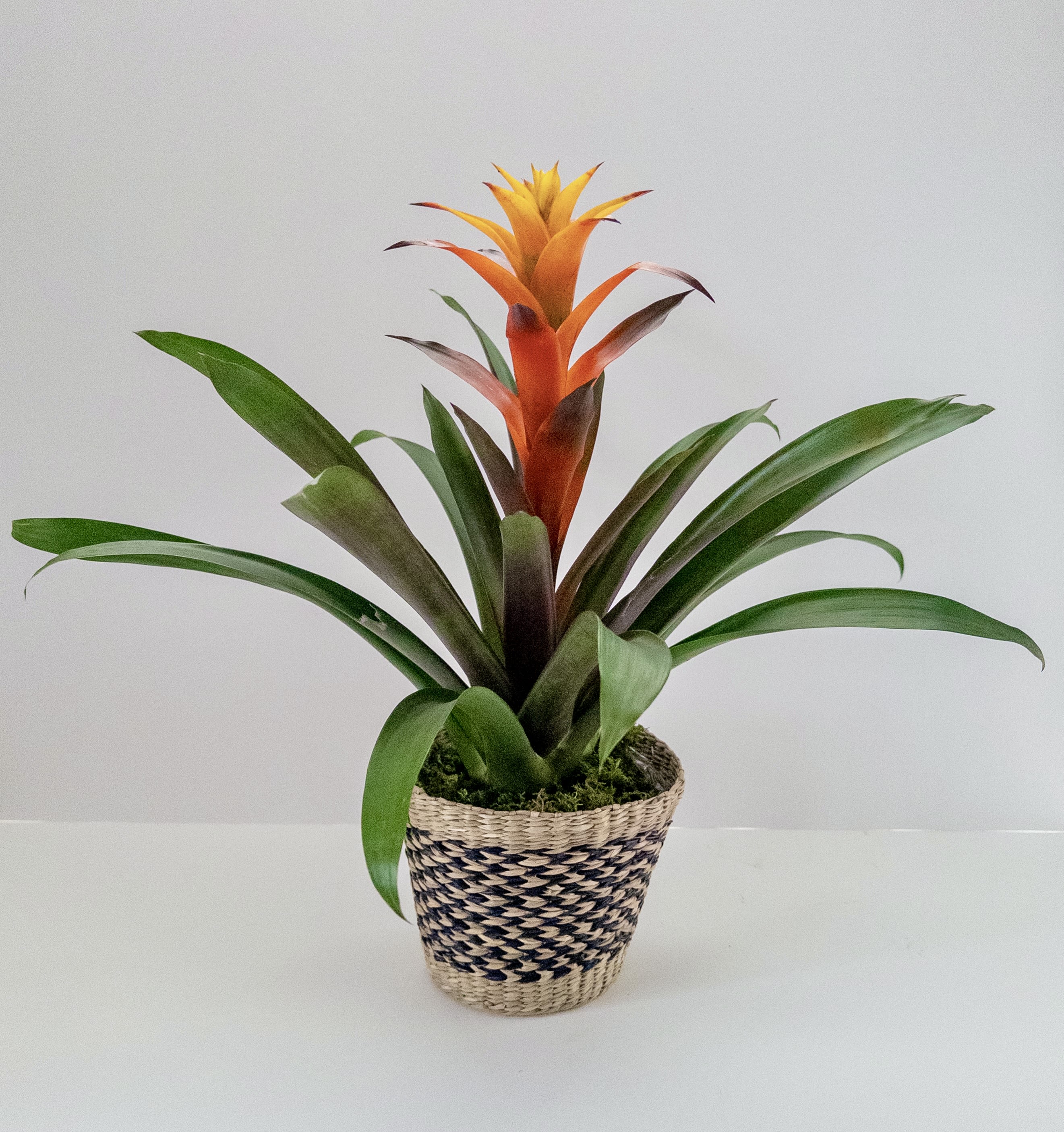 Bromeliad Plant Bromeliad Plant - A tropical plant that comes in a variety of colors. Unique and easy care, the perfect gift!