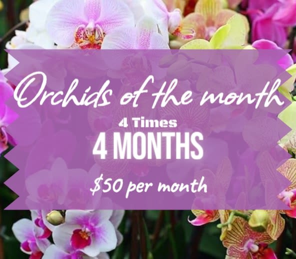 Orchids of the month - Delivery 4 Times - Monthly Delivery – Orchids of the Month One single or one doble orchid, every month for 4 months, select your choice. Brighten your space and your spirit with our Orchids of the Month subscription service. Each Month, receive a fresh, single or double orchid delivered straight to your door. From classic whites to different varieties, every delivery features a curated selection that highlights the season’s best orchids.  Whether you’re decorating your home, treating yourself, or sending a thoughtful gift, our monthly orchids delivery adds consistent beauty and elegance to any setting. Carefully arranged and packed for freshness, our orchids are guaranteed to arrive vibrant and long-lasting.  What’s Included:  A fresh plant of premium orchids delivered monthly  Varieties and colors rotate to match seasonal availability  Thoughtfully arranged and wrapped, ready to display  Optional personalized message with each delivery  Pause or cancel anytime  Treat yourself or someone special to the luxury of fresh orchids—every single month.