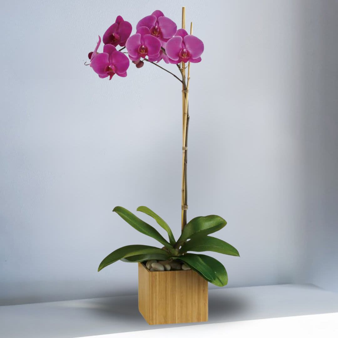 Single phalaenopsis Orchid Single phalaenopsis Orchid - Send this zenful Orchid. A graceful Phalaenopsis orchid plant potted in a modern bamboo container is an enchanting gift for any occasion. This Phalaenopsis potted orchid plant is delivered in a container with a bed of moss. Pot and color of orchid may be substituted upon availability.