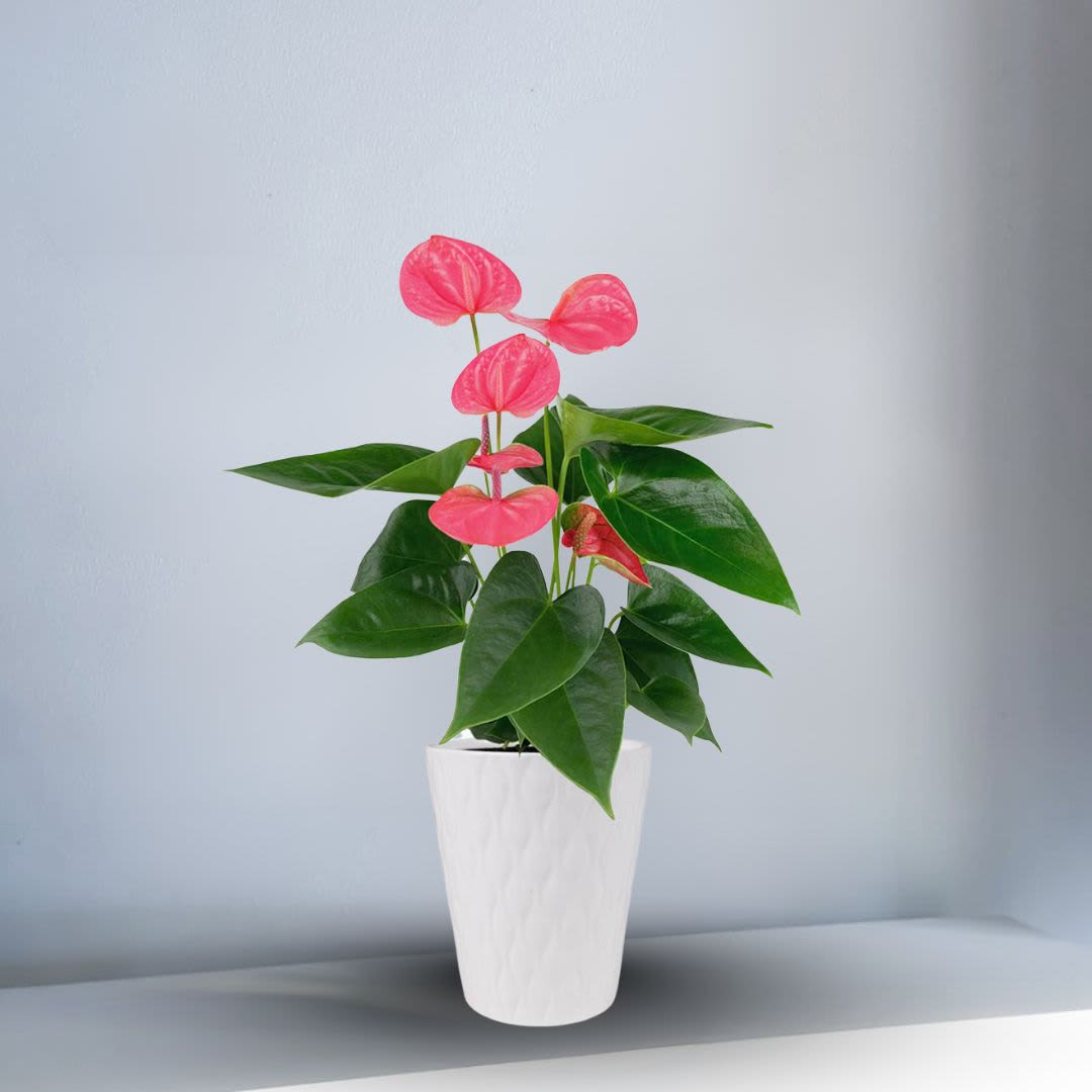 Anthurium Tropical Plant - This tropical plant is decorating with green and spanish moss. Choose from three different pots in standard, deluxe, and premium.