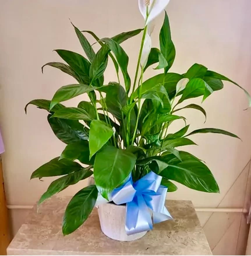 Plants 2 - Our fresh plants not only enhance the overall appearance of a space, but they also boost moods, increase creativity, and reduce stress, making for a healthier, happier you. Plants don't just look good they can make us feel good, too.