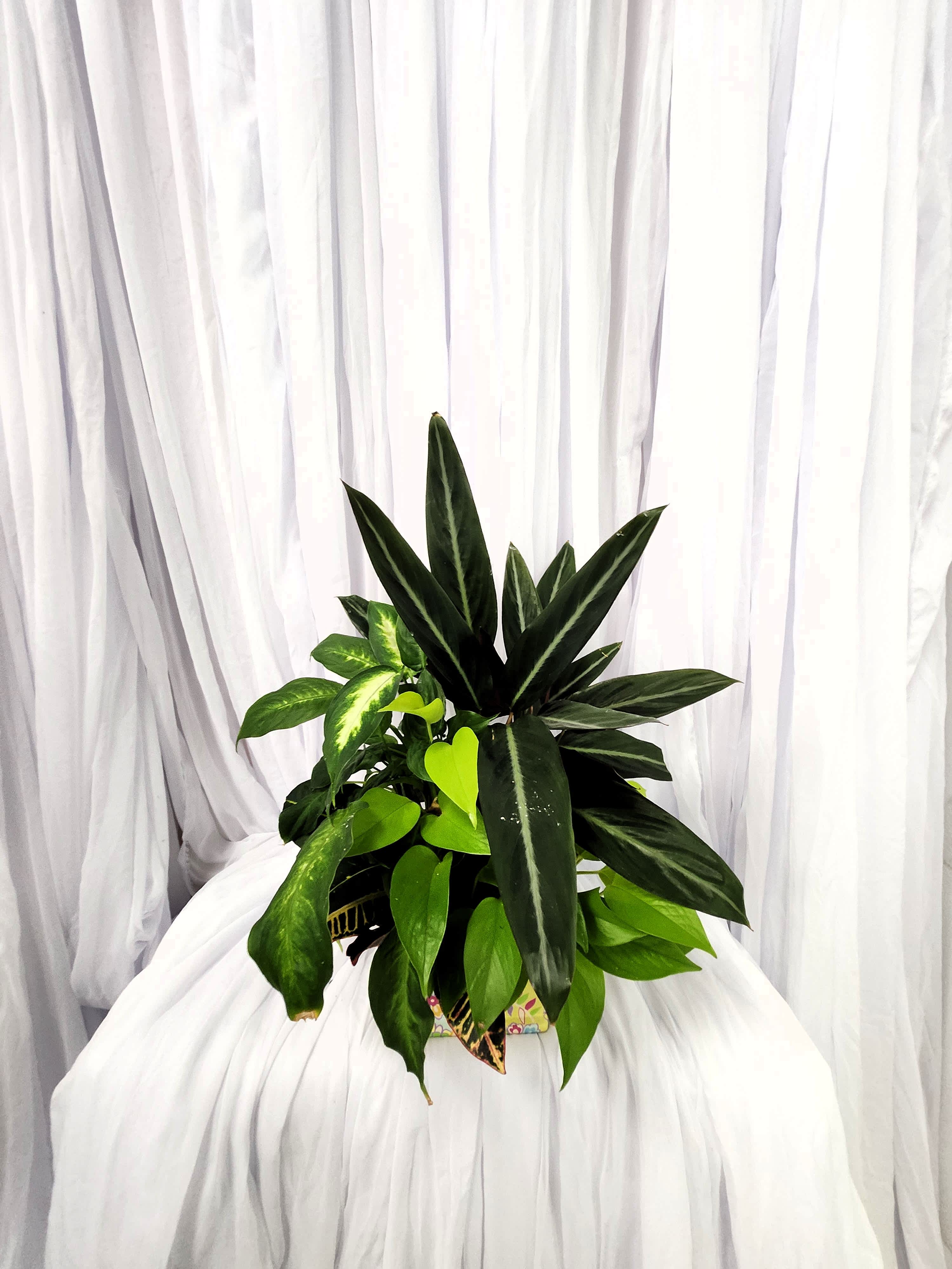 plants 10 - DISCLAIMER  For green and blooming plants, similar plants may be substituted of equal or greater value. For flowers, we will make every attempt to match the flower type / color but may substitute with another color or type of flower. If the container/ vase shown online is not available, a similar container/ vase will be used. Bears or other gift items may be substituted as well.  Want to check on availability? If it makes you feel more comfortable about the purchase, then we encourage you to call or email us to check on the latest availability of certain products. We would be glad to give you the most current, up-to-date status on our inventory.  Return &amp; Exchange Policy At Blooming Ideas, our customers receive a four-day guarantee which covers our floral arrangements and bouquets that die within 96 hours. With this guarantee, you will be able to receive a refund or a free arrangement.