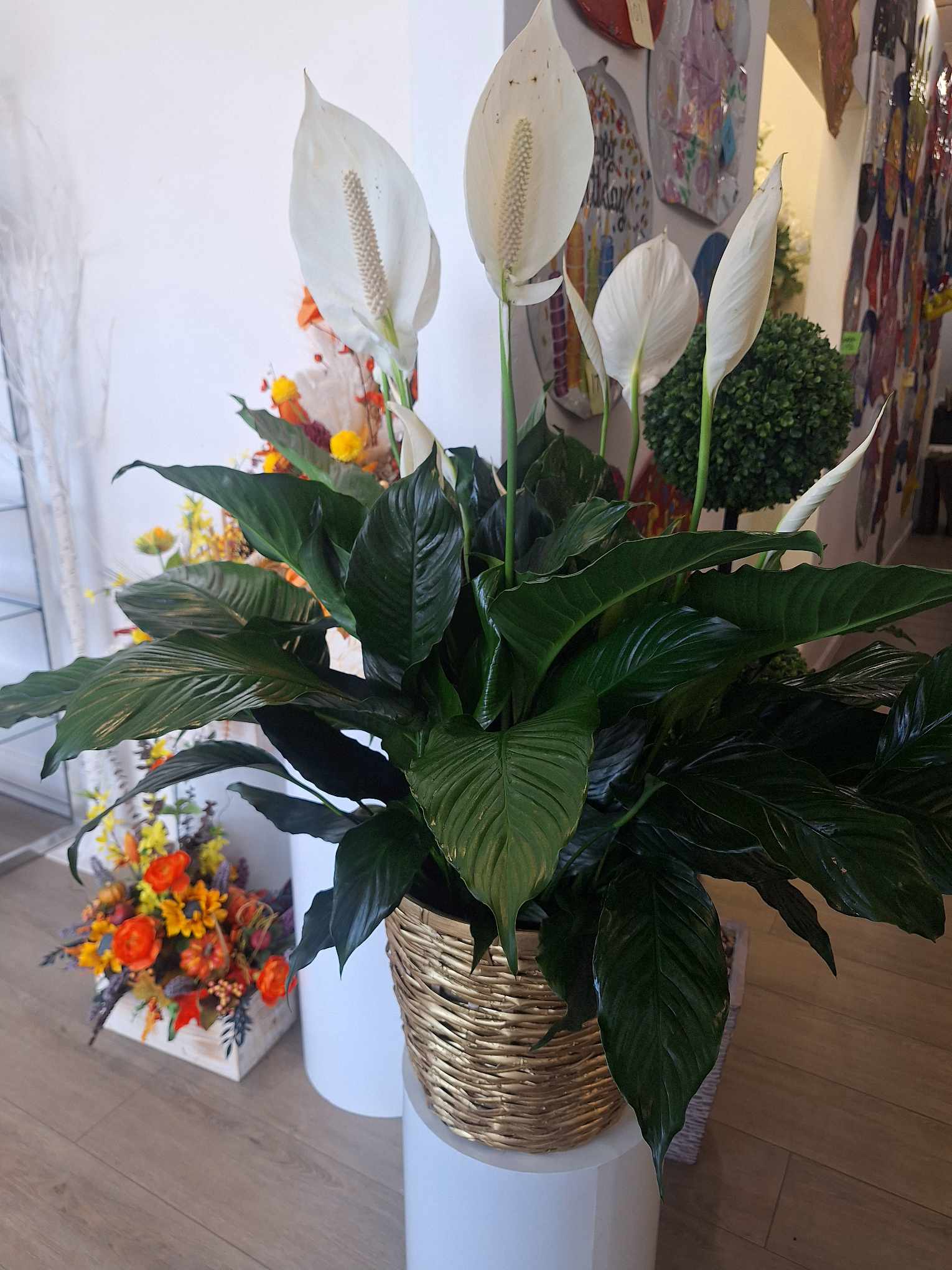 10in Peace Lily 10in Peace Lily - 10in peace lily in a basket with a bow