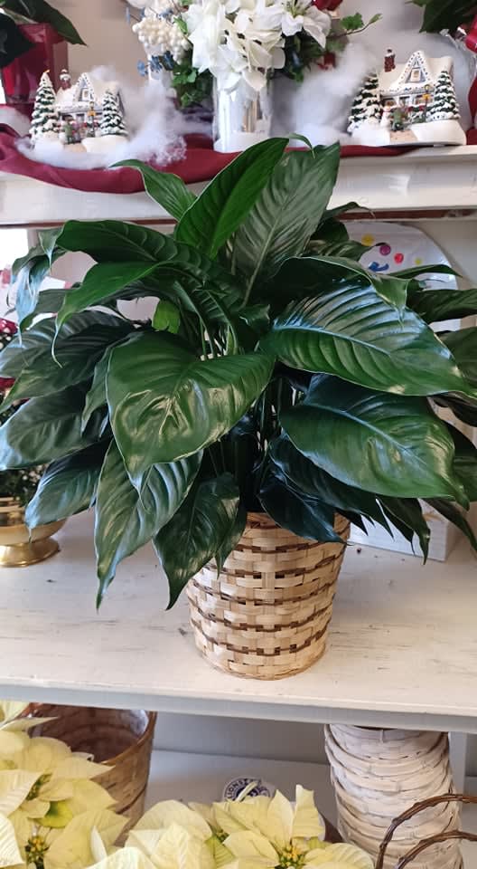 Peace Lilly 8 in Peace Lilly 8 in - Peace Lilly Plant is beautiful for at or sending someone your condolences.