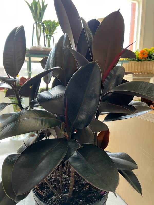 Rubber Tree (Ficus Elastica) Rubber Tree (Ficus Elastica) - Beautiful small indoor tree. This one is just over 3 feet tall from the bottom of the pot to the top of the foliage.