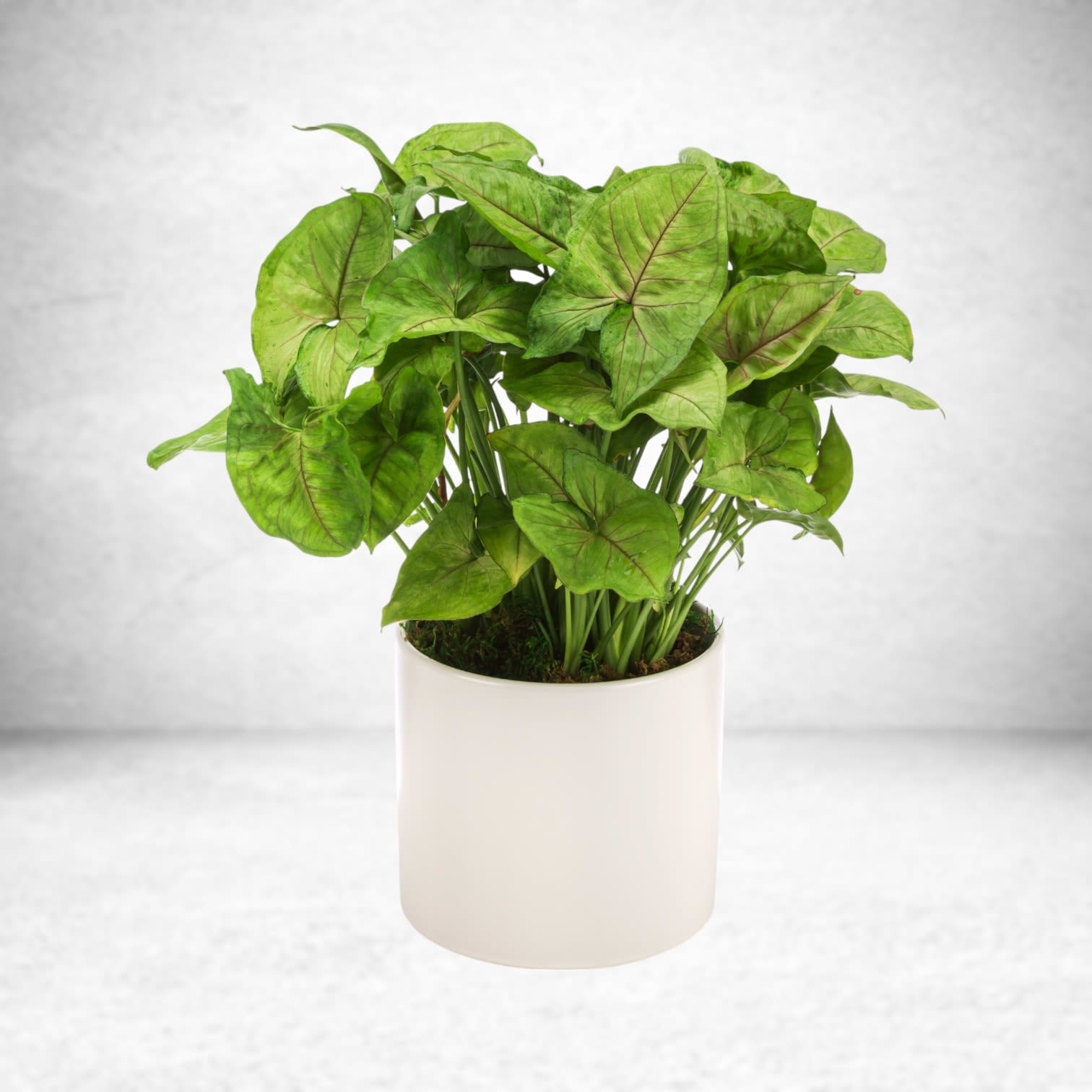 Arrowhead Plant  - Also known as an arrowhead plant, these plants like low light and do not need lots of watering or attention (hooray!). Send them to the plant parent in your life for a low-maintenance addition to their collection.