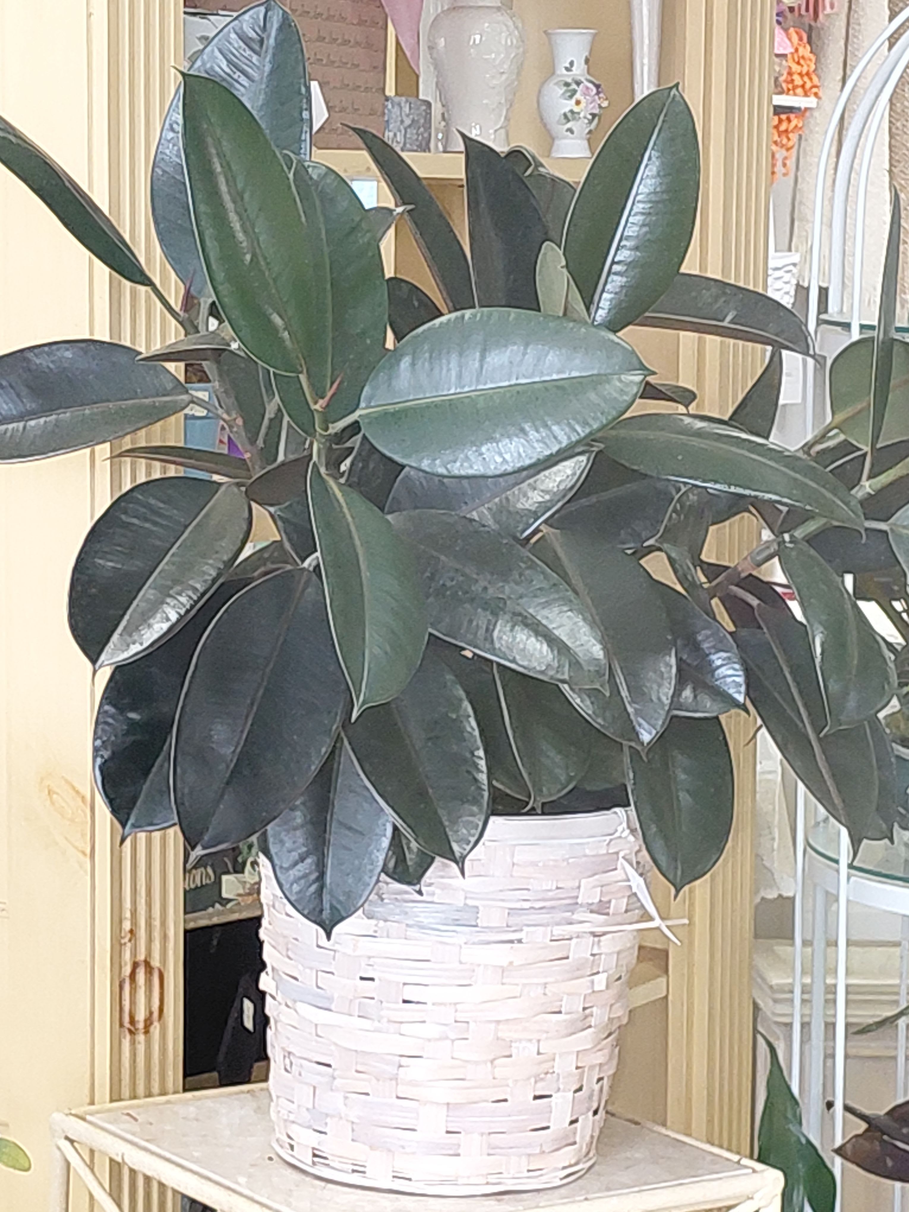Rubber Tree - Rubber Tree(8 inch pot)  in Decorative Basket  