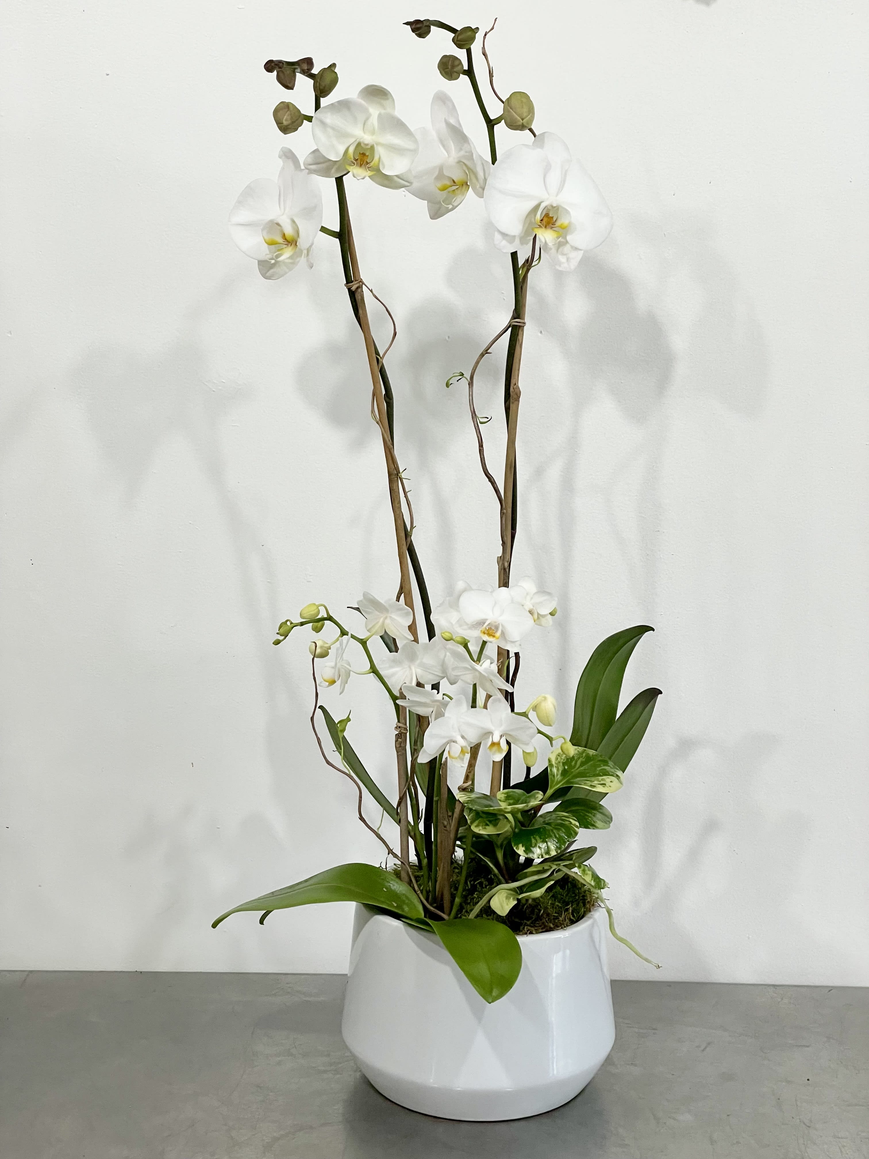 Double Orchid Garden  - This is a double orchid garden that features two orchids plants in varying heights with a small plant planted into a ceramic vase. This is a perfect thank you or thoughtful sympathy gift that shows love and appreciation. This plant comes in different colors so if you have another color in mind, call us to discuss the color options.   The deluxe will feature two taller orchid plants and two short orchid plants for a total of 8 spikes. The container will also be larger and more plants will be placed in base.   Saturday and Same Day are available if you call the shop.   ** 415 751 2747 10:00AM -5:00PM MOTHER'S DAY DELIVERIES ARE LIMITED SO ORDER EARLY! PLEASE CALL THE SHOP TO PLACE ORDER IF THEY NEED TO BE TIMED*       