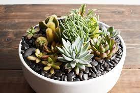 Desert Beauty - Container and plants WILL VARY Desert Beauty - Container and plants WILL VARY - Bring the serene beauty of the desert landscape to any room of the house or office with this glorious growing gift. Filled with sculptural succulents, the versatile weathered slate pot is sure to be a favorite. Container: 5 3/4" round pot. Container MAY VARY - Catherine's Gardens reserves the right to substitute succulent varieties and container based upon availability