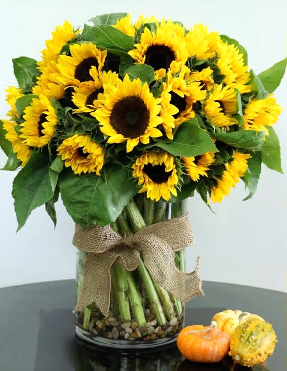 24 Sunflower Beauties - Imagine a charming bouquet of 24 vibrant sunflowers elegantly arranged in a sleek cylinder vase. These sunflowers, with their golden petals and dark centers, create a striking visual contrast against the clear glass of the vase. The arrangement is thoughtfully accented with a textured burlap ribbon, adding a rustic touch that enhances the overall aesthetic. This delightful bouquet, crafted by Venetian flowers, embodies a warm and cheerful vibe, perfect for brightening any space. The combination of the sunflowers and burlap exudes a natural beauty, making it an eye-catching centerpiece. Standard bouquet 24 Sunflowers Deluxe 30 Sunflowers Premium 36 Sunflowers