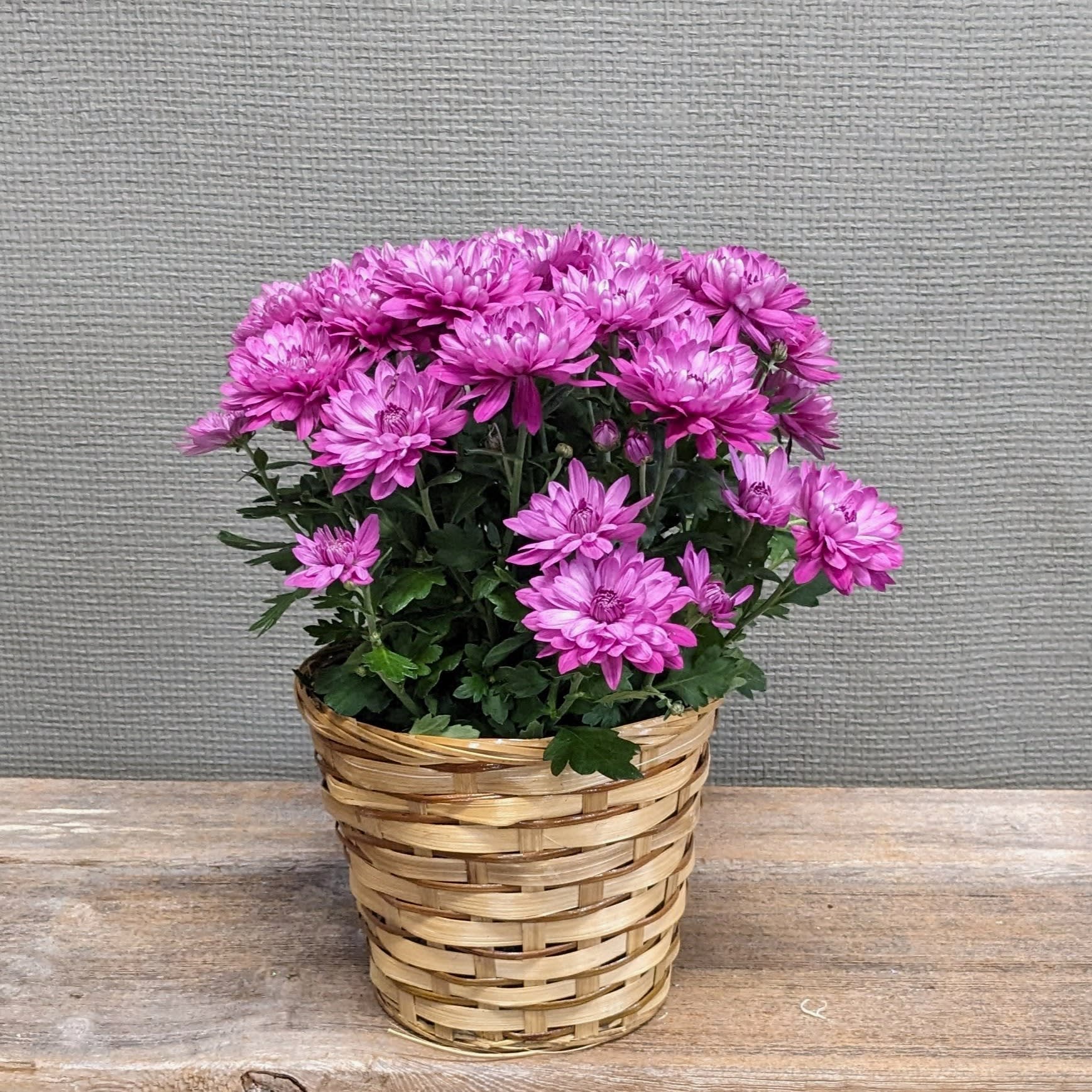 Purple Potted Mum - A 6 inch diameter potted mum. A lovely seasonal plant that will brighten your loved one's home.