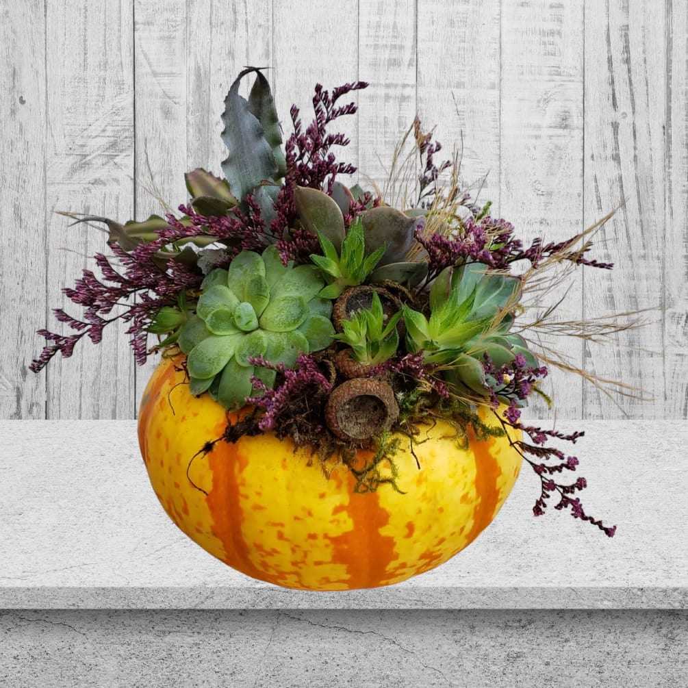 Pumpkin and Succulent Pumpkin and Succulent - Welcome to our Olympia, WA flower shop, where we bring you the essence of autumn with our delightful Pumpkin Succulent Arrangement! Crafted with love and care, this charming creation is designed to bring a touch of the season into your life, or make for a perfect gift for your loved ones. Our Pumpkin Succulent Arrangement features a genuine organic pumpkin as its base, adorned with an assortment of real succulents and elegant dried pampas grass. These hand-selected elements come together to create a unique, eye-catching display that embodies the warmth and beauty of fall. Whether you're looking to infuse your home with cozy autumn vibes or searching for a thoughtful hostess gift for Thanksgiving dinner, this arrangement is the perfect choice. Its natural charm and artistic composition make it a wonderful addition to any space or occasion. Please note that the colors and accessories used in each arrangement may vary based on availability. However, we guarantee that each creation will be exceptionally cute and one-of-a-kind. As these arrangements are in limited supply, we encourage you to place your order soon to secure yours for the season. Celebrate the magic of fall with our Pumpkin Succulent Arrangement, exclusively at our Olympia flower shop. Order now and bring the spirit of autumn to your doorstep or share it with someone special. Don't miss out on this delightful piece of seasonal artistry!