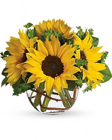 Sunny Sunflowers Sunny Sunflowers - Whoever receives this stunning bouquet is sure to be bowled over by its bold beauty! It's big on fun and big on flowers. Sunflowers steal the show in this simple arrangement. Also featured: green bupleurum, salal leaves and a curly willow inside the glass bubble bowl.