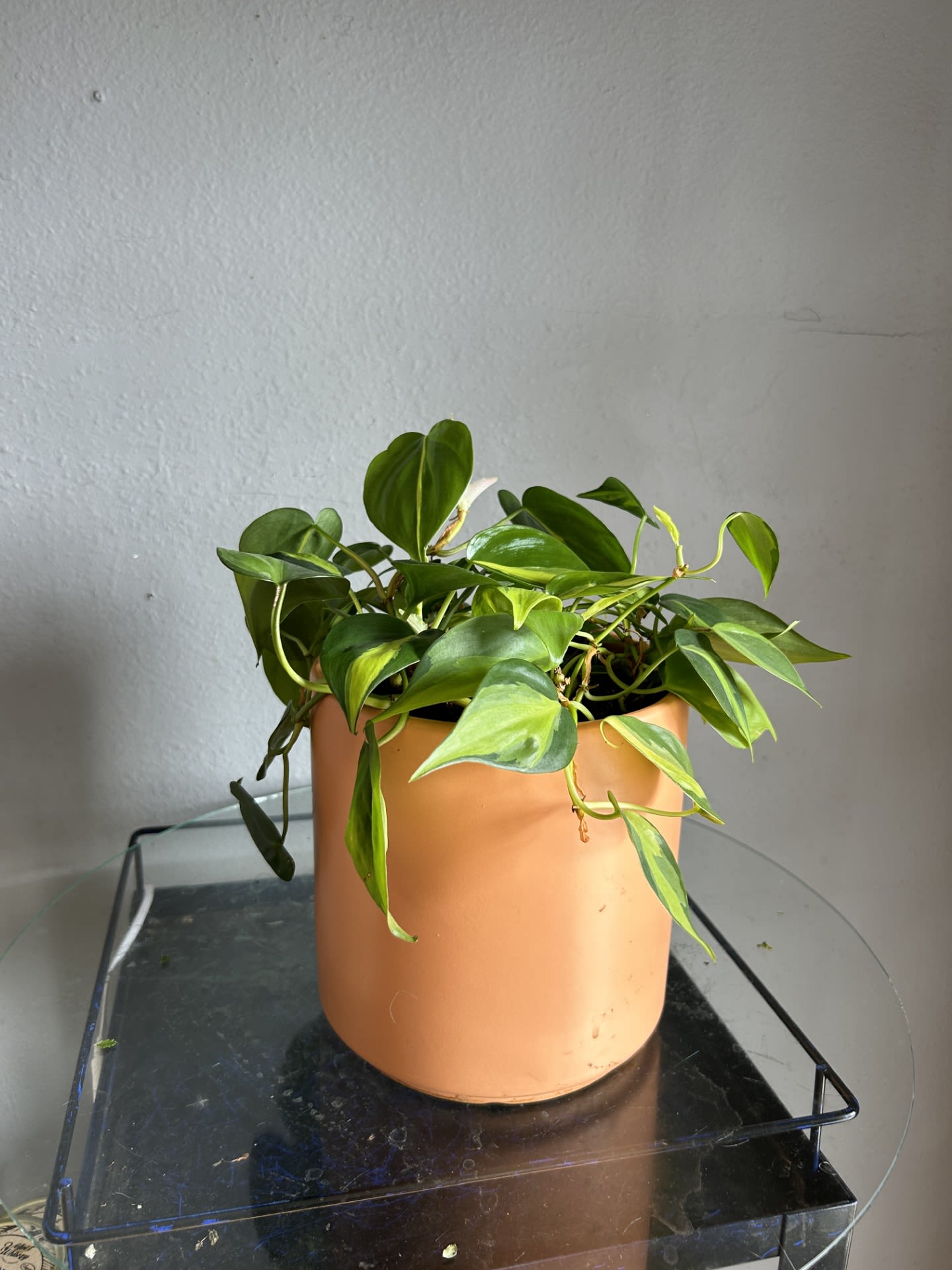 Your Classic Pothos Your Classic Pothos - Classic Pothos plant in tall ceramic pot.