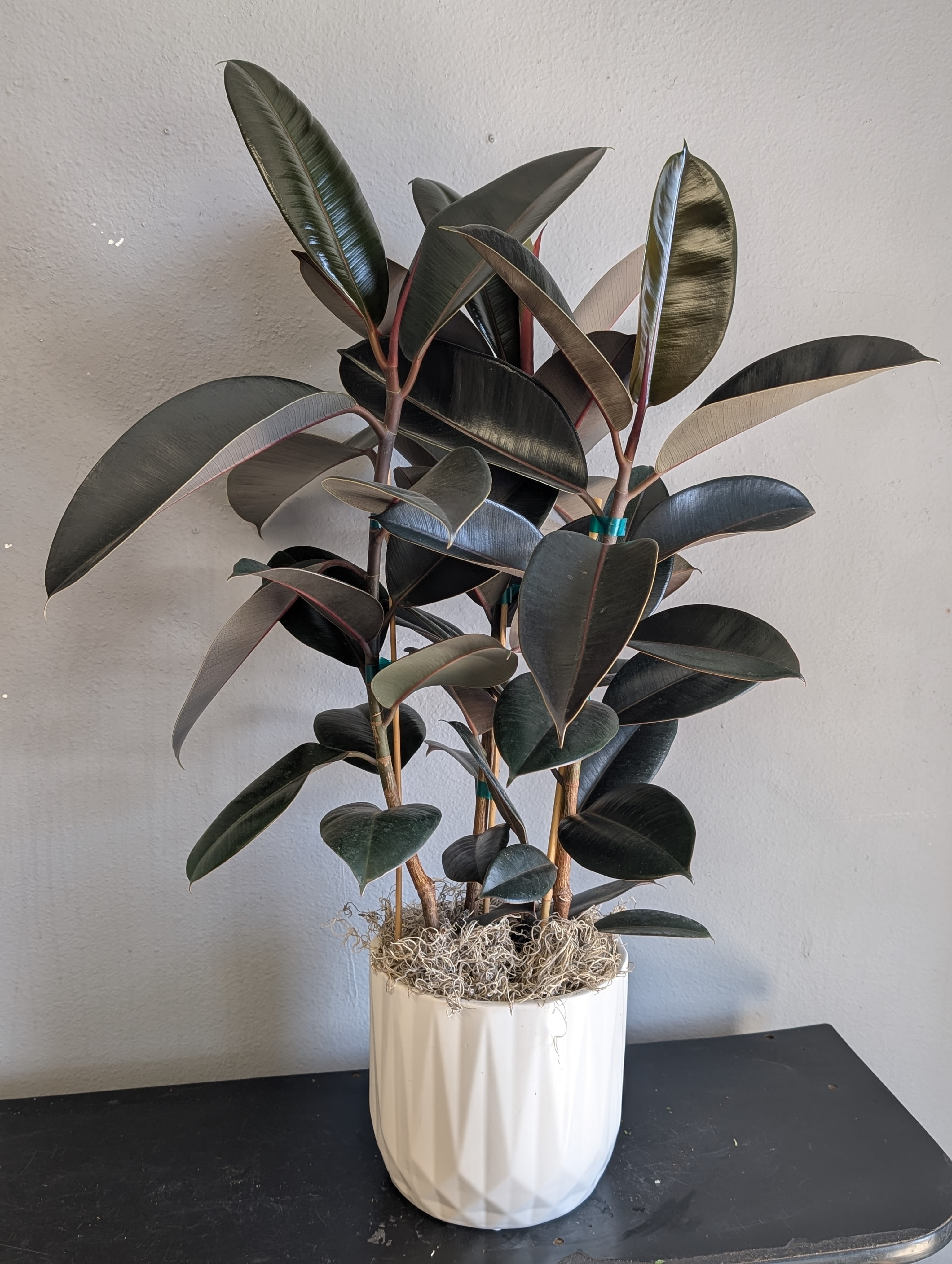 #3 ficus/ rubber tree #3 ficus/ rubber tree - Standing a little over 2 ft tall This indoor Ficus also known as a rubber tree burgundy is absolutely gorgeous. Planted in a white ceramic pot. No holes in the pot so it will not drip in the house.
