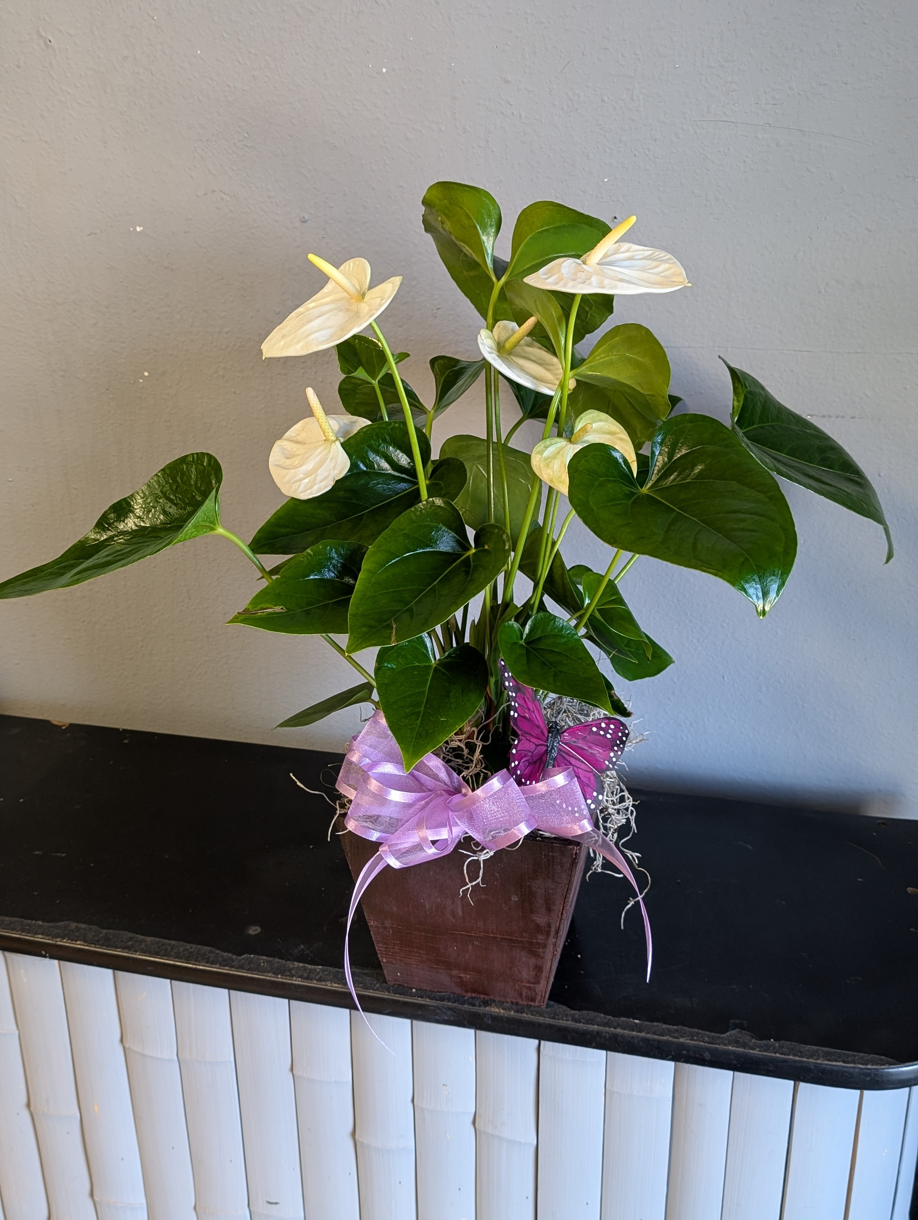 White antherium Plant - Beautiful white Anthurium plant is in a wood container. This plant is toxic to animals. This is a beautiful indoor plant that likes to keep moist soil with regenerating flowering blooms. 