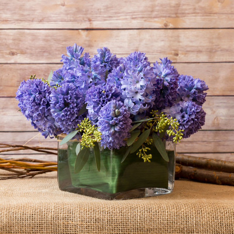 RESPLENDENT HYACINTH ARRANGEMENT RESPLENDENT HYACINTH ARRANGEMENT - BRILLIANT HYACINTHS ARRANGED TIGHTLY IN A CUBE. OTHERS COLORS AVAILABLE.