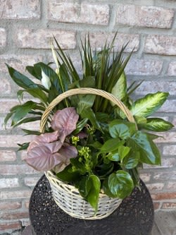 Large Basket Dish Garden Large Basket Dish Garden - Our freshly planted large basket dish gardens are filled with 6 multiple plants of different varieties, using plants including a flowering Kolanchoe that don't require too much attention for simple care. Tied off with a coordinating satin bow and our signature ribbon for presentation. Basket measures 12". Planter measures approximately 20" tall. Basket color and plants may vary.