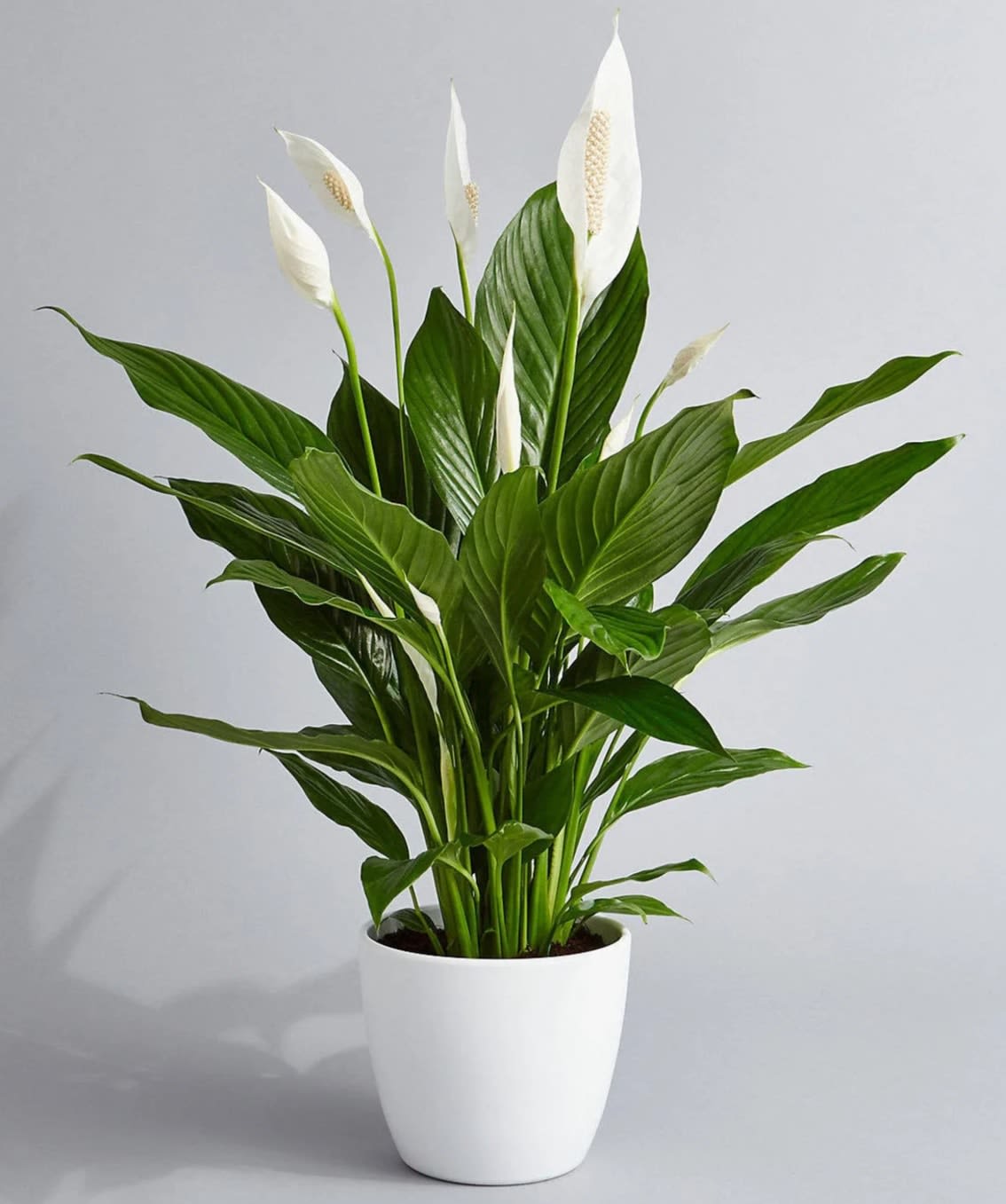 Deluxe Peace Lily Deluxe Peace Lily - Peace lilies make excellent houseplants for the home or office. These lovely plants not only brighten up a living space and are easy to care for, but are also excellent at cleaning the air of the room they are in. These beautiful lilies are great for people with allergies or that are sensitive to irritants. Their flowers contain very little pollen, which does not spread easily, and their leaves absorb mold spores and other irritants. This hard-working plant filters most of the harmful chemicals commonly found in US homes, as well as radiation. So they are perfect accents to keep near TVs, ACs and house vents. Or in bathrooms, where they will help keep tiles and shower curtains free from mildew. For best air purifying results keep one for every 100 sq. ft. of indoor space. 8" tall pot