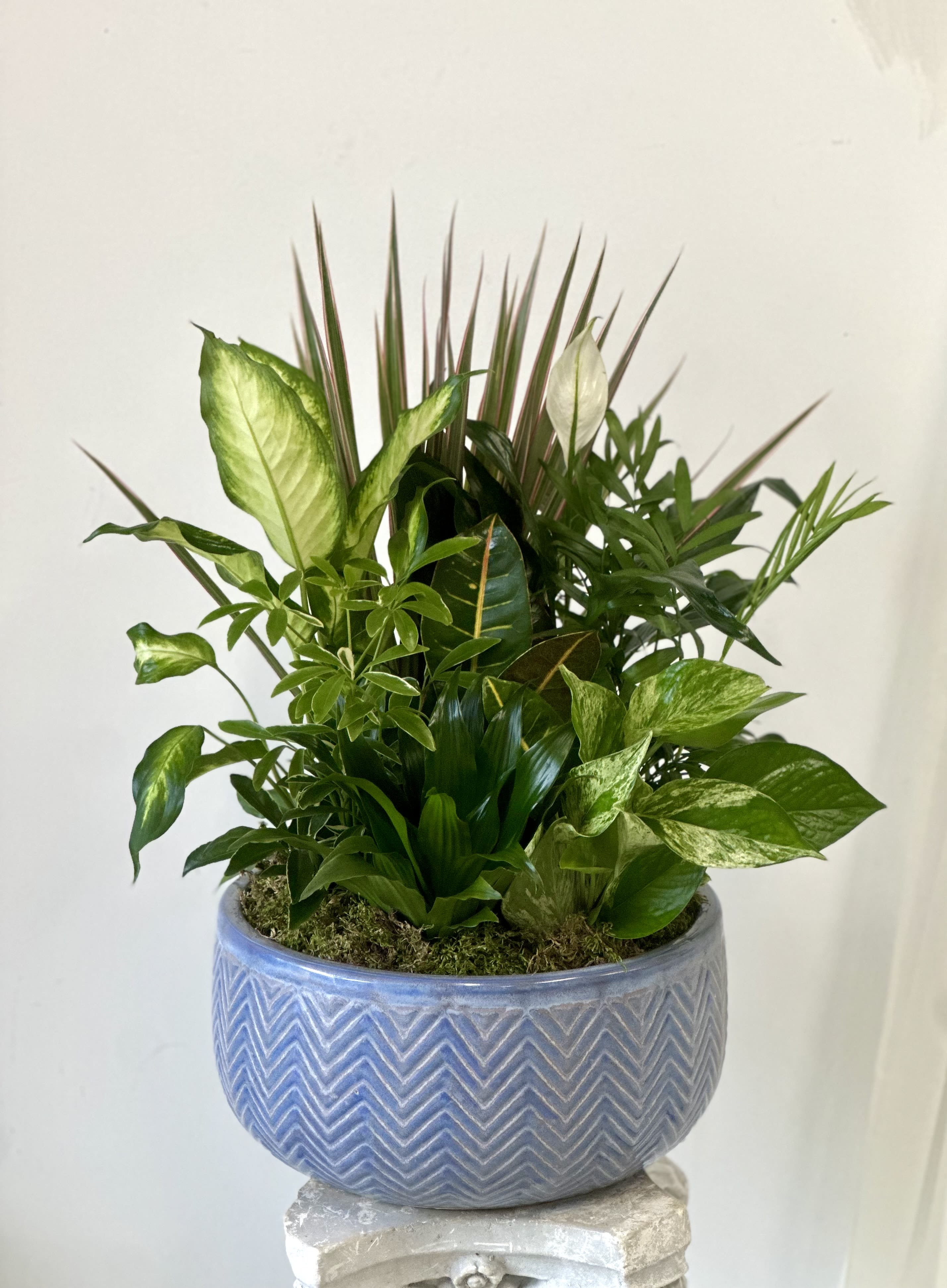 Dish Garden 12" by Westford Florist Art by Veny Dish Garden 12" by Westford Florist Art by Veny - Elevate the ambiance of your home or office with our stunning Dish Garden by Westford Florist Art by Veny. Carefully crafted to perfection, this botanical masterpiece features a delightful assortment of green plants housed in a chic 12-inch ceramic pot. Embrace the beauty of nature within your living space and create a serene atmosphere that exudes elegance. Whether placed on a tabletop or displayed as a centerpiece, this timeless arrangement is sure to enhance any room's decor. Please note that container colors and plant varieties may vary, ensuring each Dish Garden is unique and one-of-a-kind. Bring the outdoors in with style and grace by adding this exquisite piece from Westford Florist to your collection today!