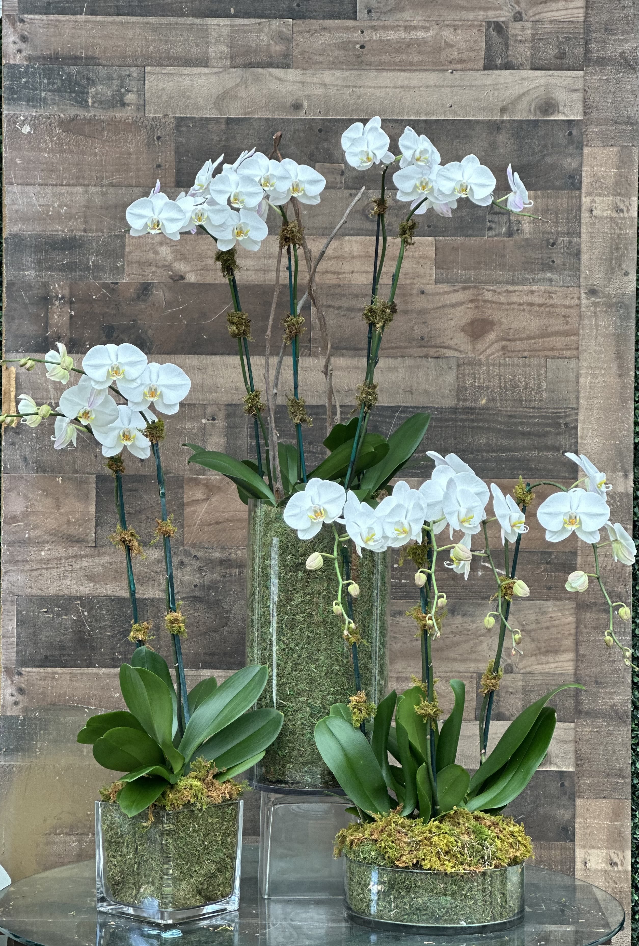 Hirni's Orchid Trio - Decorate your entire home with these beautiful Phalaenopsis orchids from Hirni's Wayside Gardens.  You will receive 3 individual orchid arrangements with green moss and willow.  One tall orchid arrangement with 2 double orchids, one orchid arrangement with 2 double orchids and lastly one orchid arrangement with one double stemmed orchid.  This is set also available in purple.  