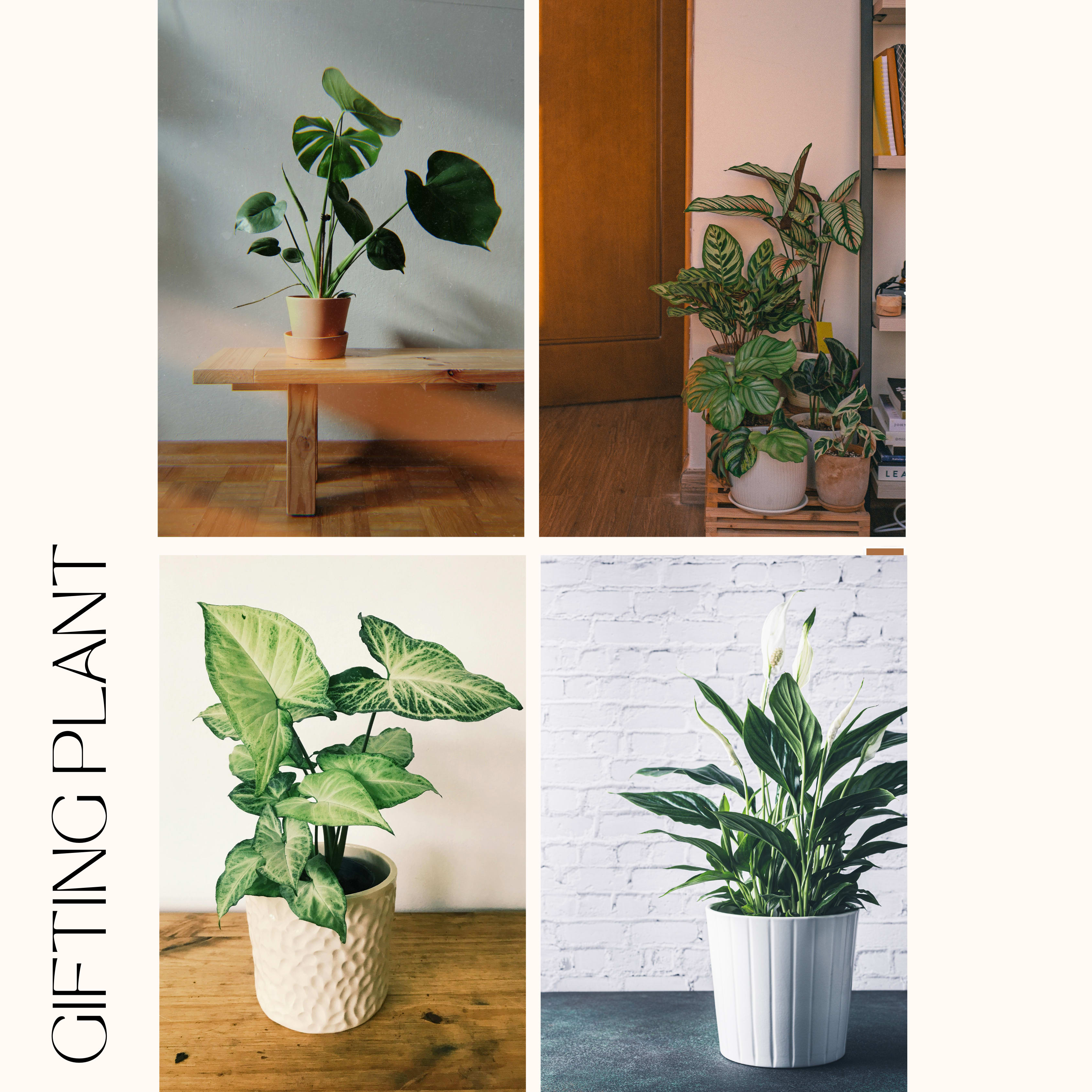 Florist’s Choice Plant Gift with Ceramic Vase - Not sure what to choose? Let us pick a beautiful plant that’s perfect for many occasions.