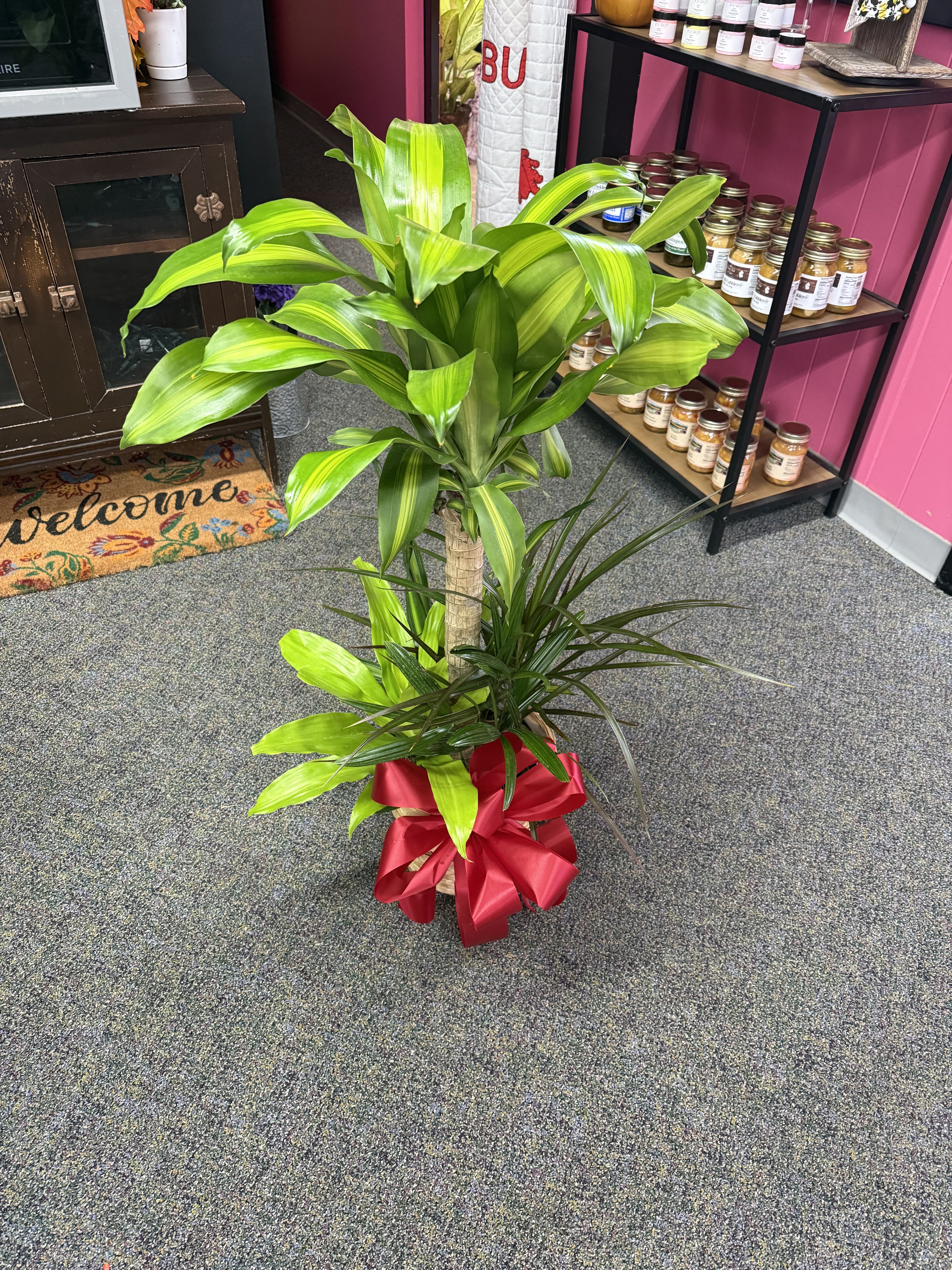 8&quot; Cane Combo -- Green Plant - A beautiful large plant in a 8&quot; pot!