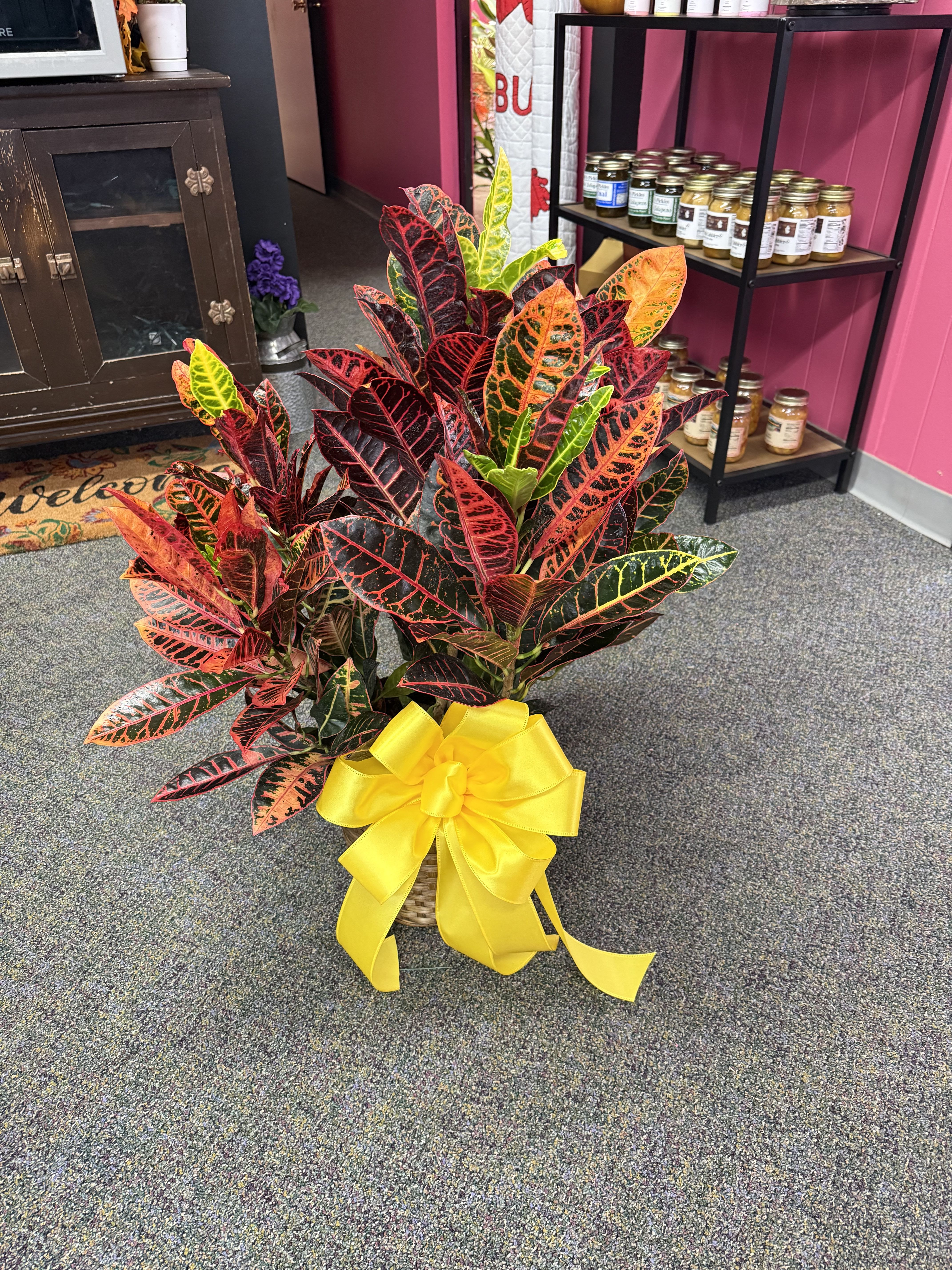 8&quot; Croton -- Green Plant - A large and beautiful fall green plant in a 8&quot; Pot