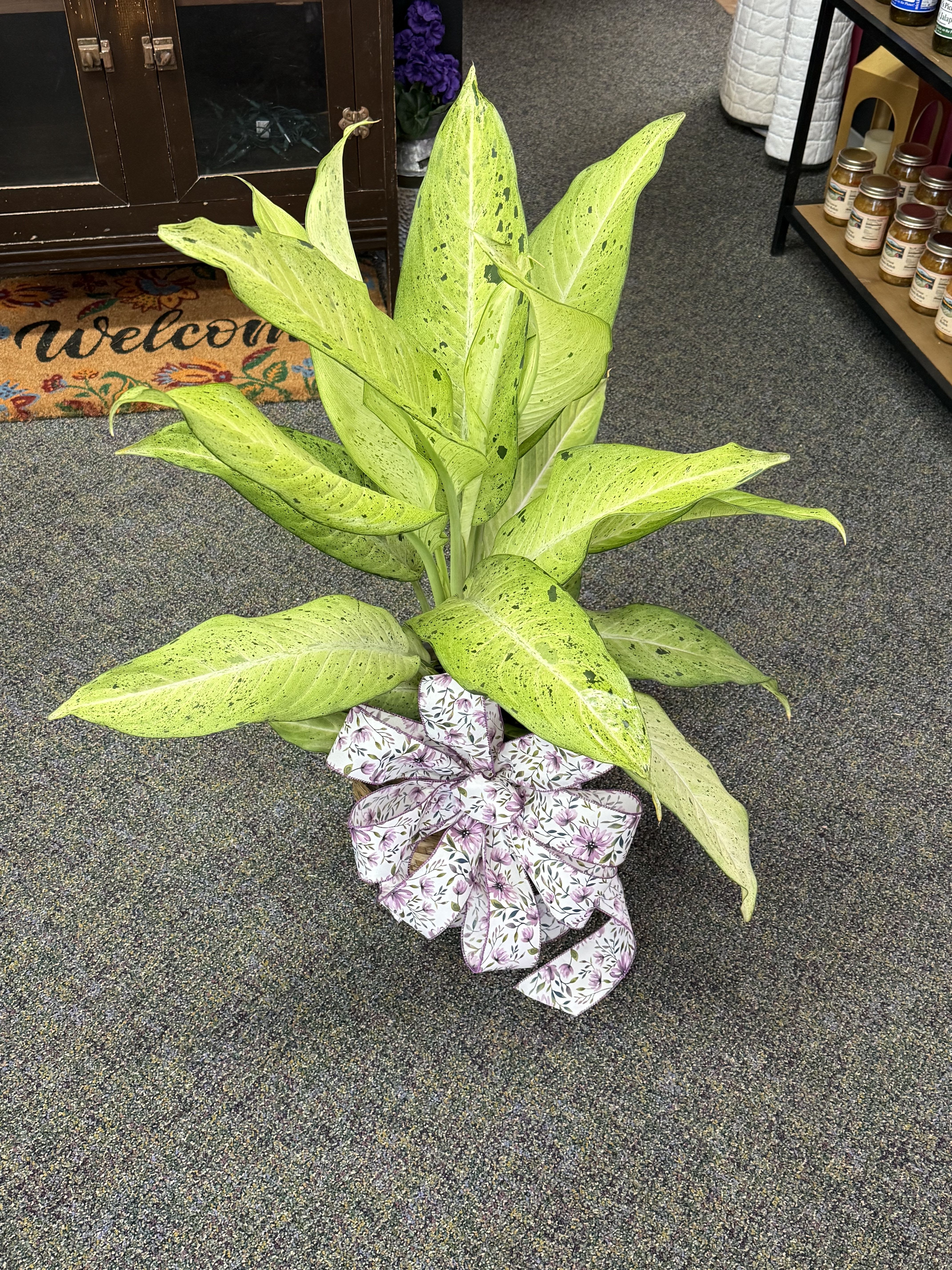8&quot; Dieffenbachia -- Green Plant - A beautiful Green Plant in a 8&quot; plant