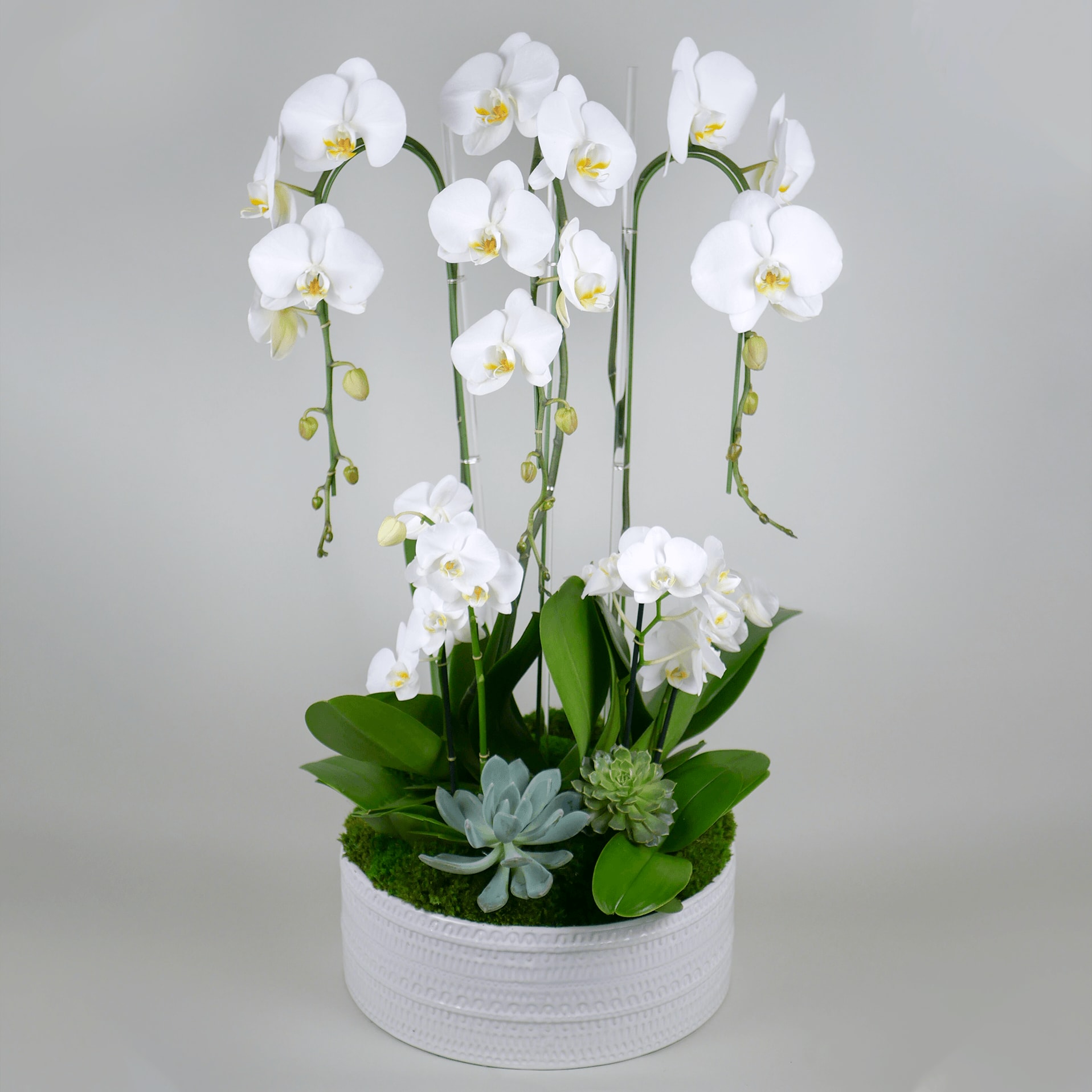 Amazing Orchid Amazing Orchid - The Amazing Orchids design features three premium stems of our white cascading orchids and glass rods, dressed up with two stems of white mini-orchids and lush succulents in a large ceramic planter.