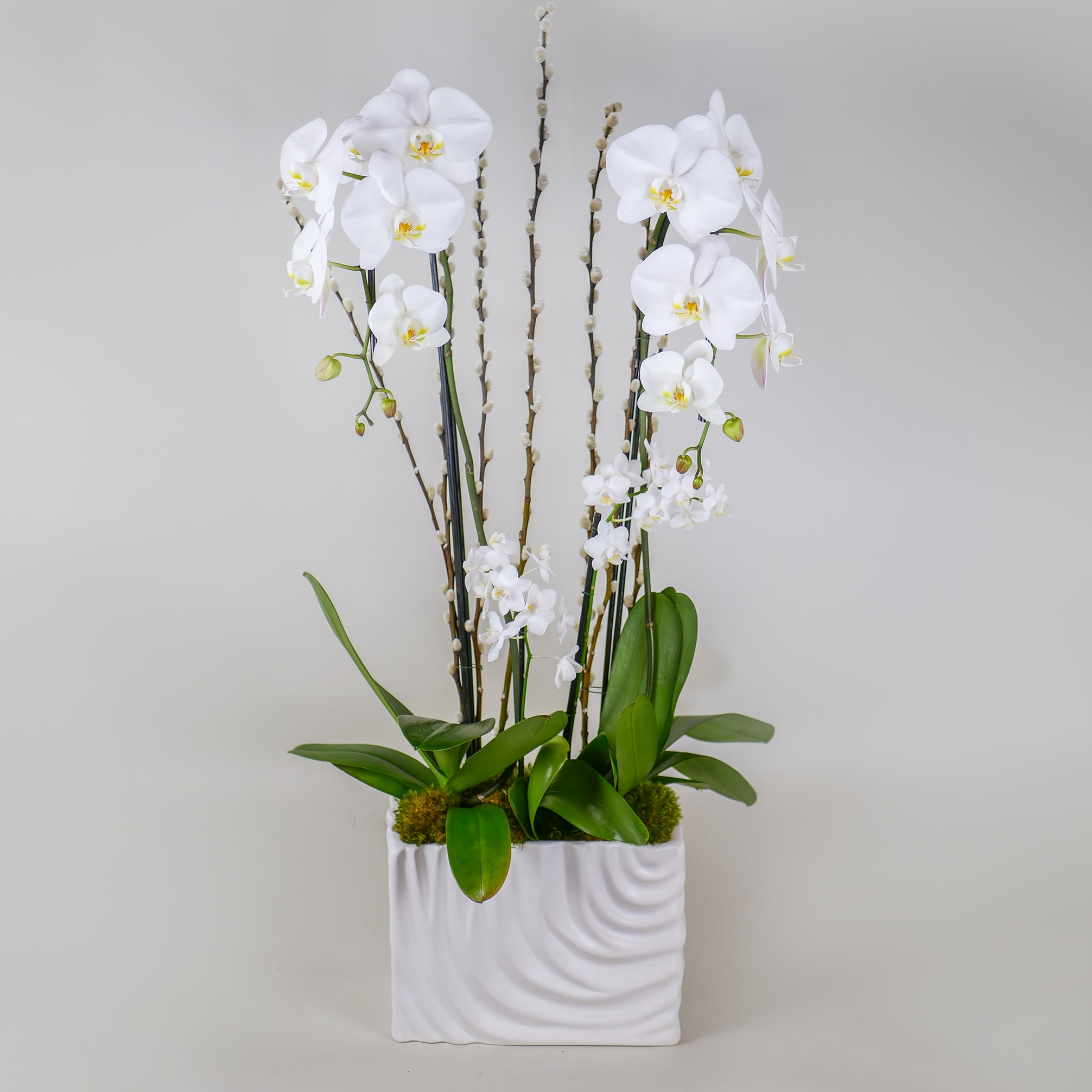 Snowing Willow Orchid Snowing Willow Orchid - This gorgeous orchid arrangement features stems of pussy willow branches in a premium white ceramic.