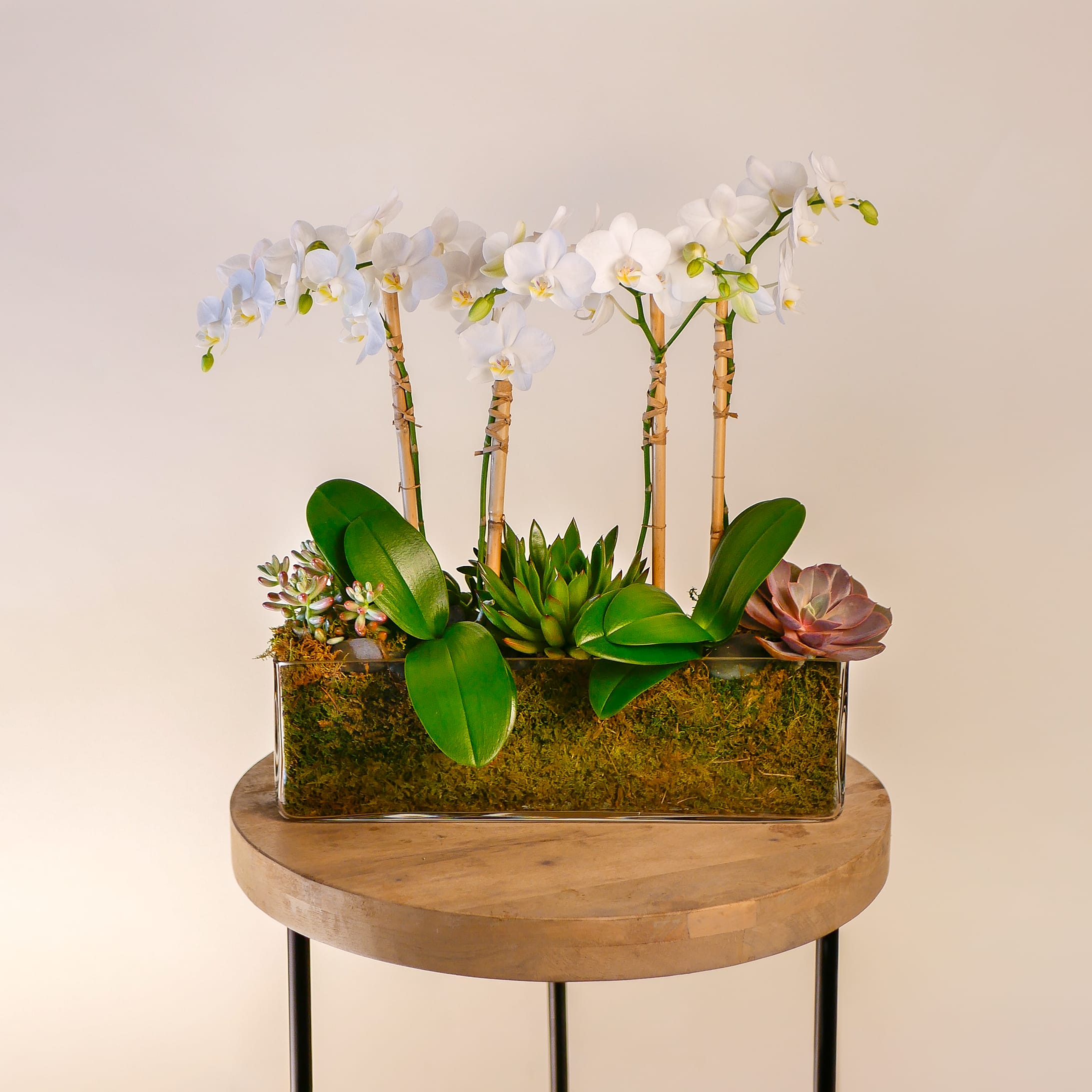 Garden Of Flora Garden Of Flora - Inspired by goddess of flowering plants, this long-lasting arrangement features 4 stems of blooming mini-orchids and fresh succulents designed in a 16" long rectangular glass vase, decorated with moss and rocks.