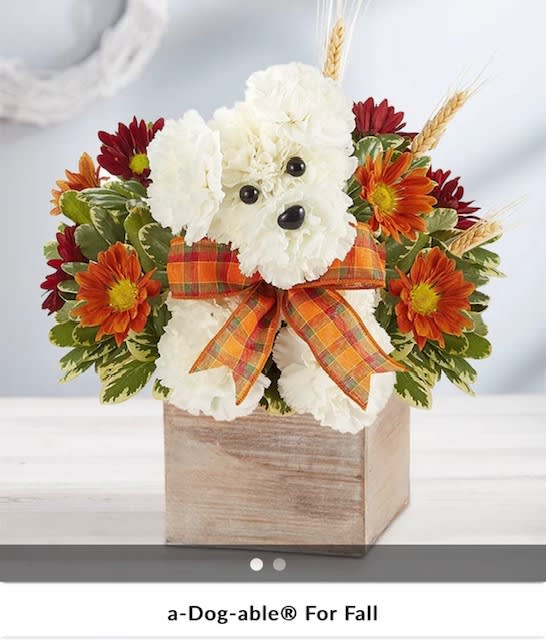 Dog- able for fall Dog- able for fall - carnation , daysis, and fillers