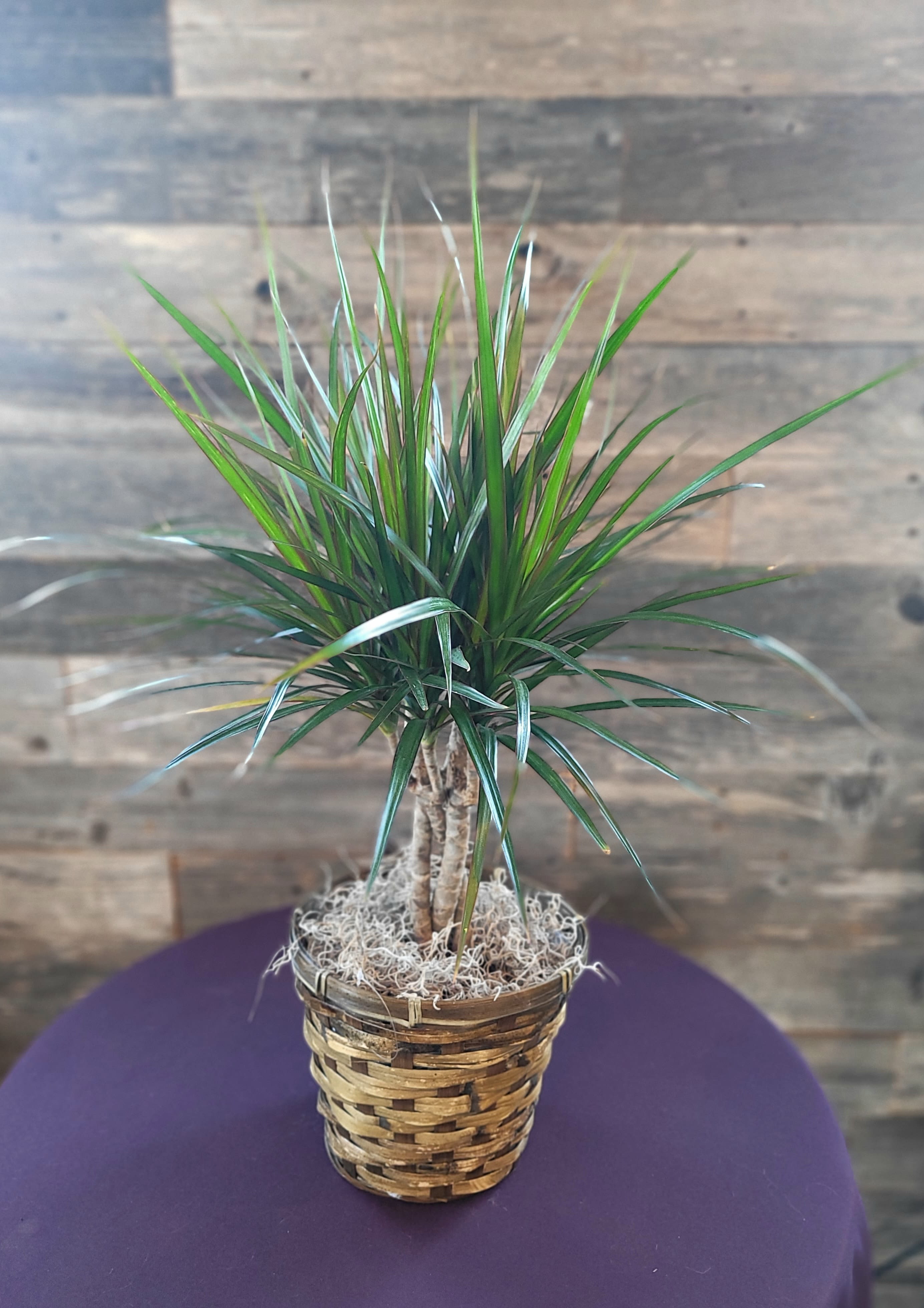 Braided Marginata  Plant - spikey green leaves with a red edge.  The plant needs a  consistent watering schedule usually bi- weekly.   Does best in indirect bright light.