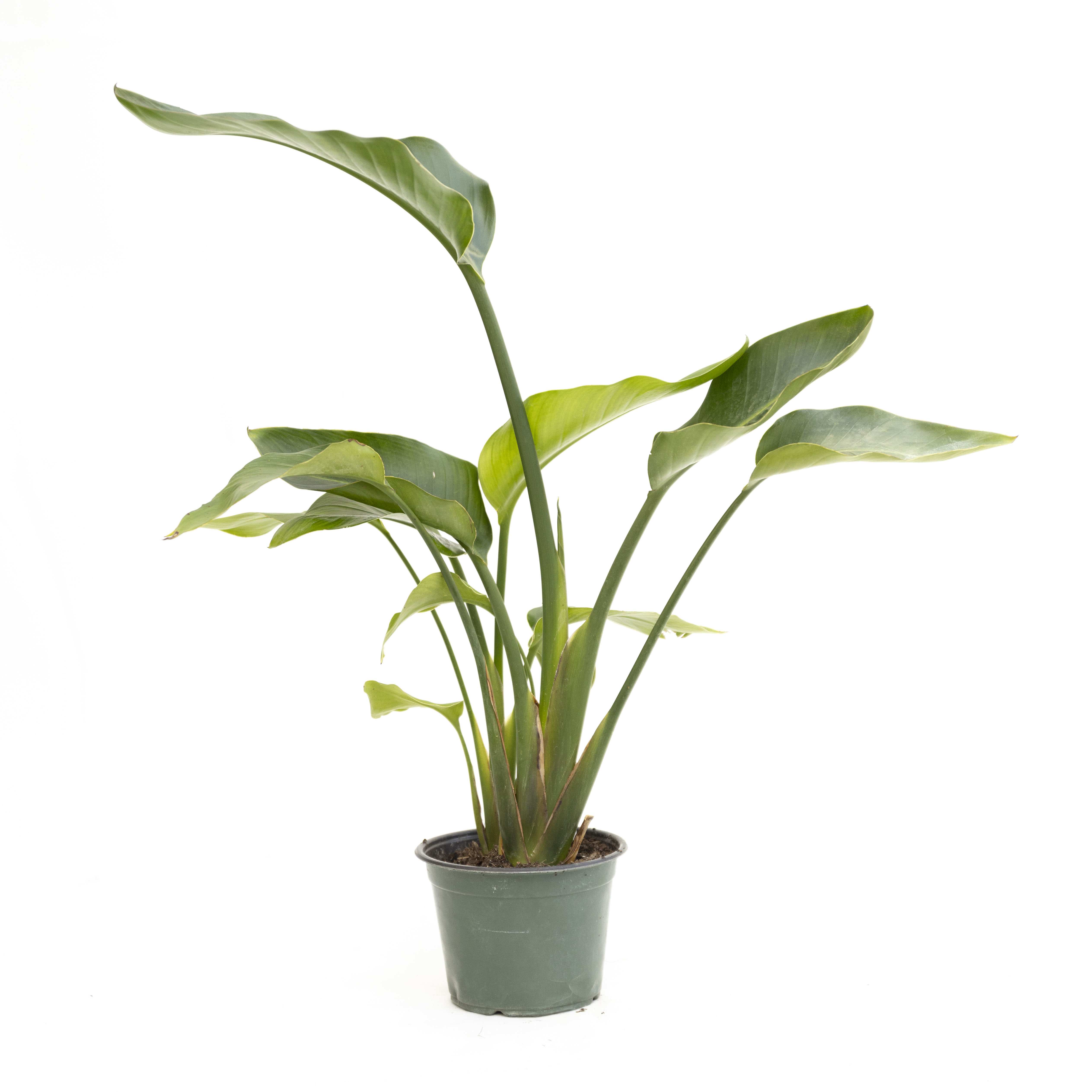 Bird of Paradise Bird of Paradise - 6" bird of paradise plant