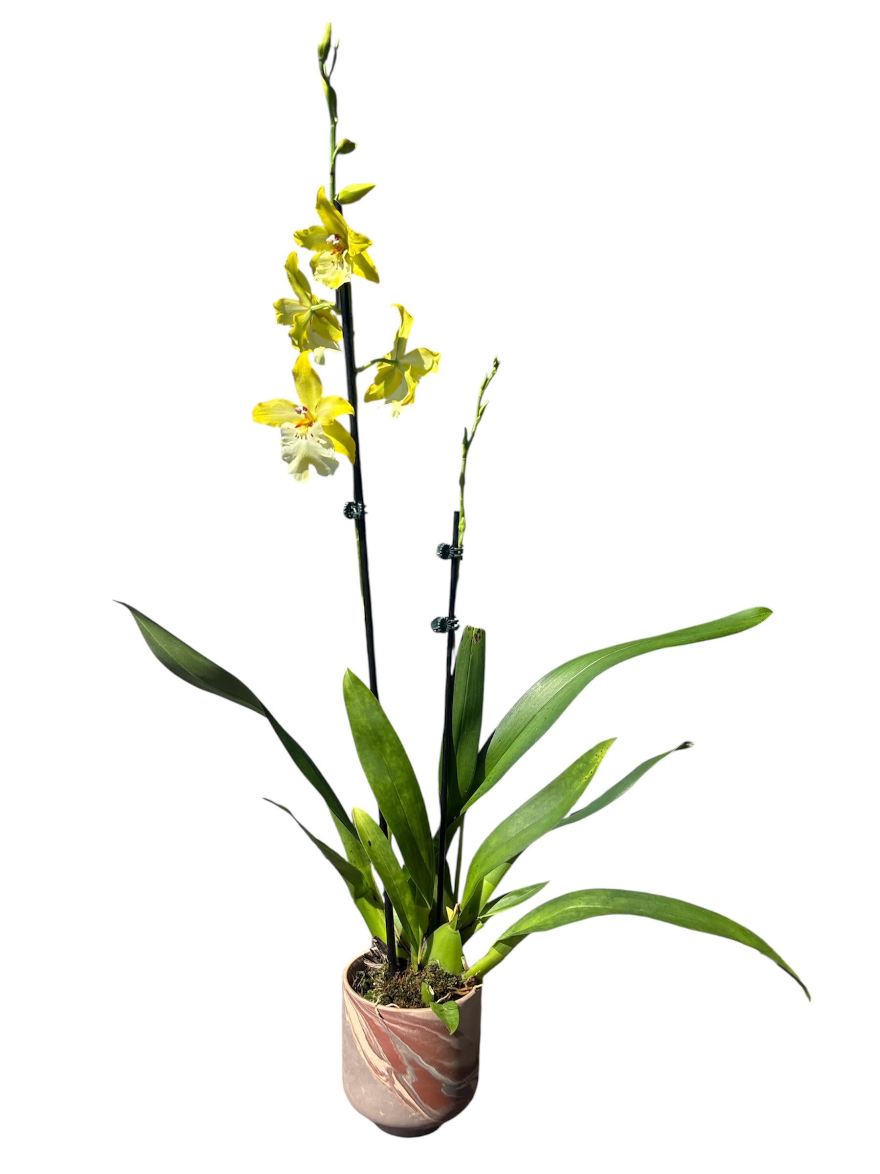 Irish Mist 'Wintergreen' - A delicate fusion of elegance and freshness, the Irish Mist 'Wintergreen' arrangement evokes the quiet charm of a frost-kissed morning in the Irish countryside. In a brown ceramic vase. 