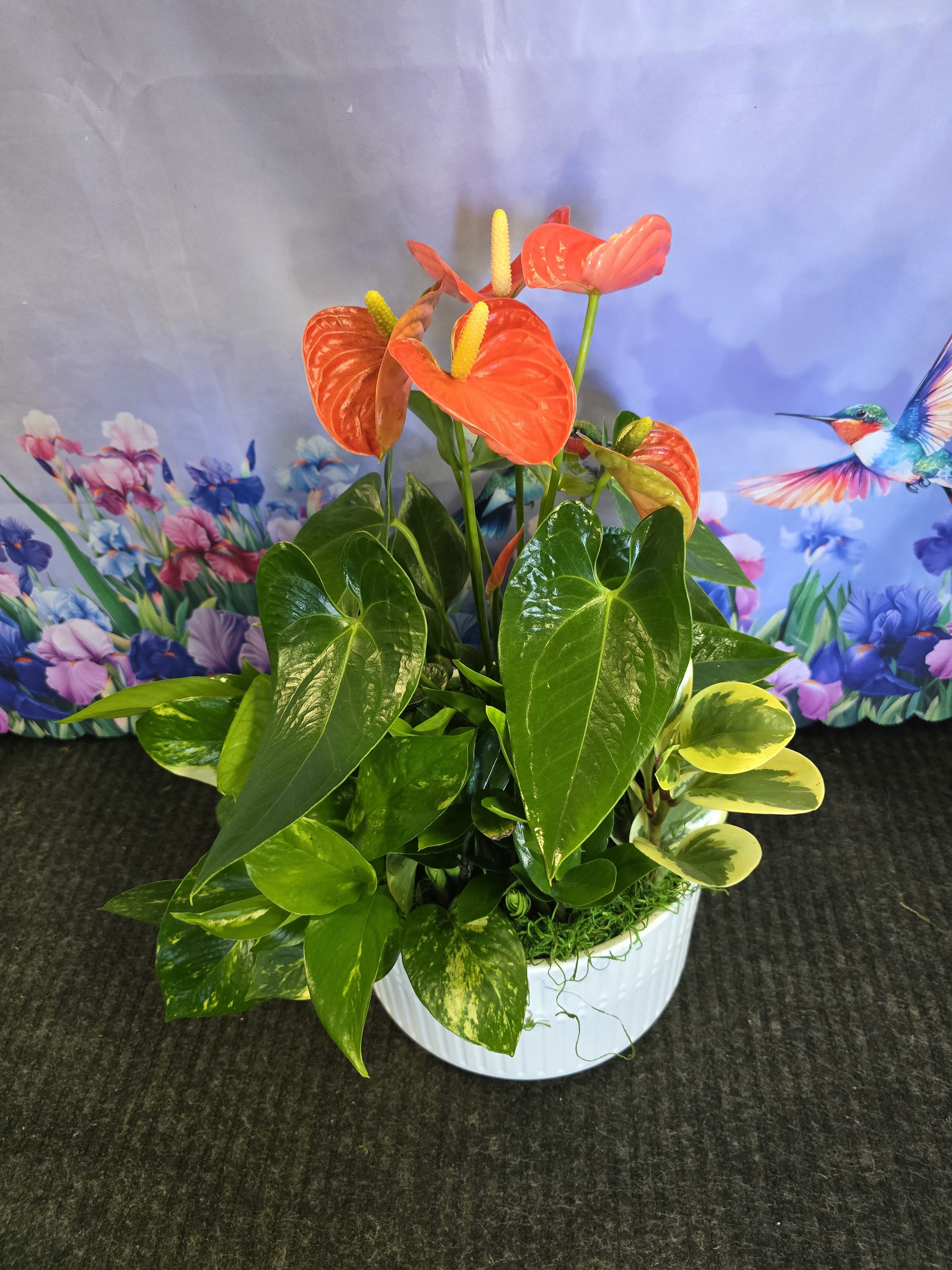 Anthurium plant - Vibrant, long-lasting spathes in striking red color. Heart-shaped green foliage that complements any decor Prefers bright indirect sunlight for optimal growth. Low maintenance, perfect for indoor environments. Dimension - 11&quot; W x 20&quot; H