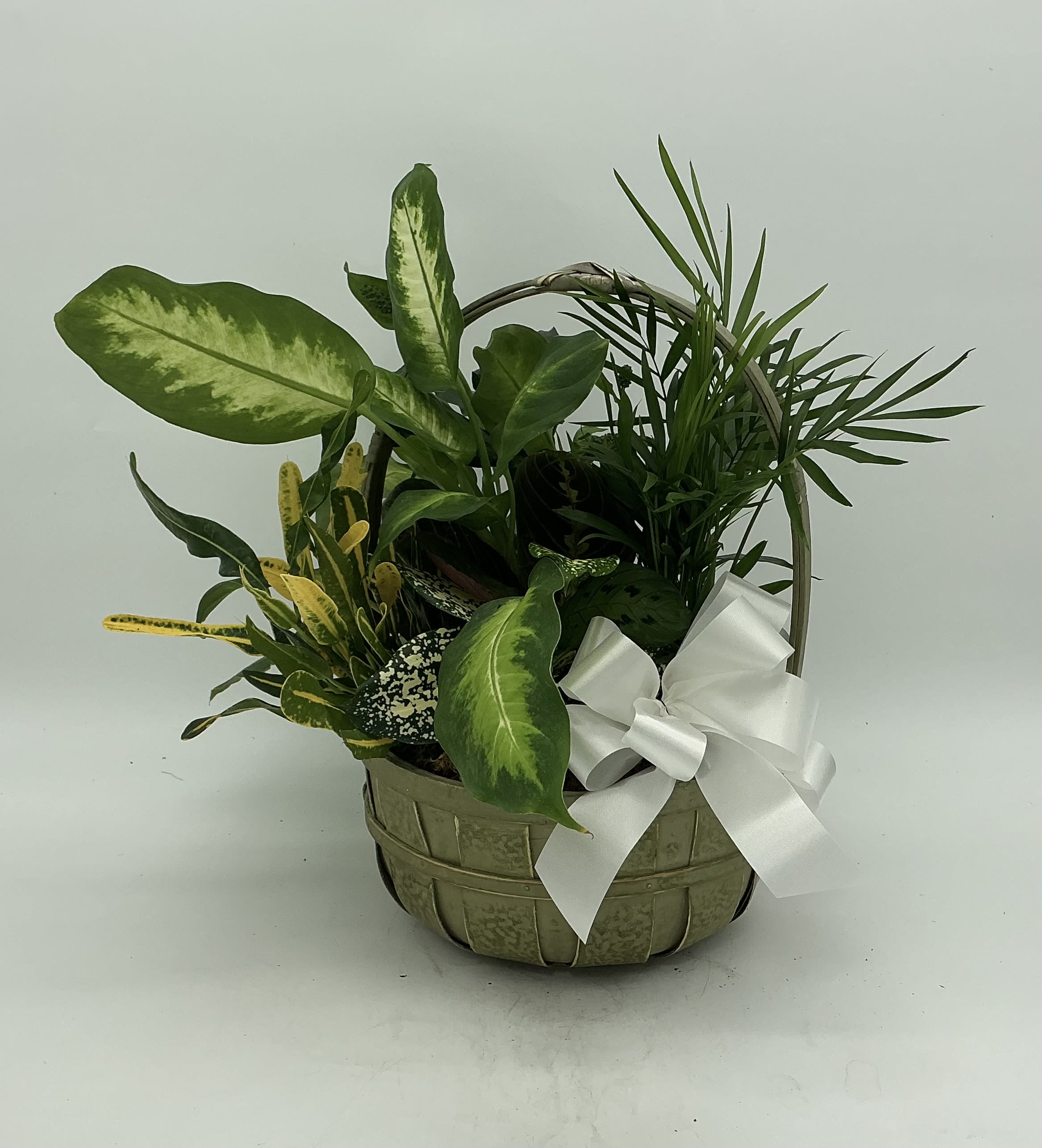 Dish Garden - Small - A charming dishgarden of assorted green plants, artfully arranged in a woven basket. This petite garden brings a touch of nature indoors, offering lasting beauty and easy care. Perfect for a desk, side table, or to send as a thoughtful gift that continues to grow and thrive.