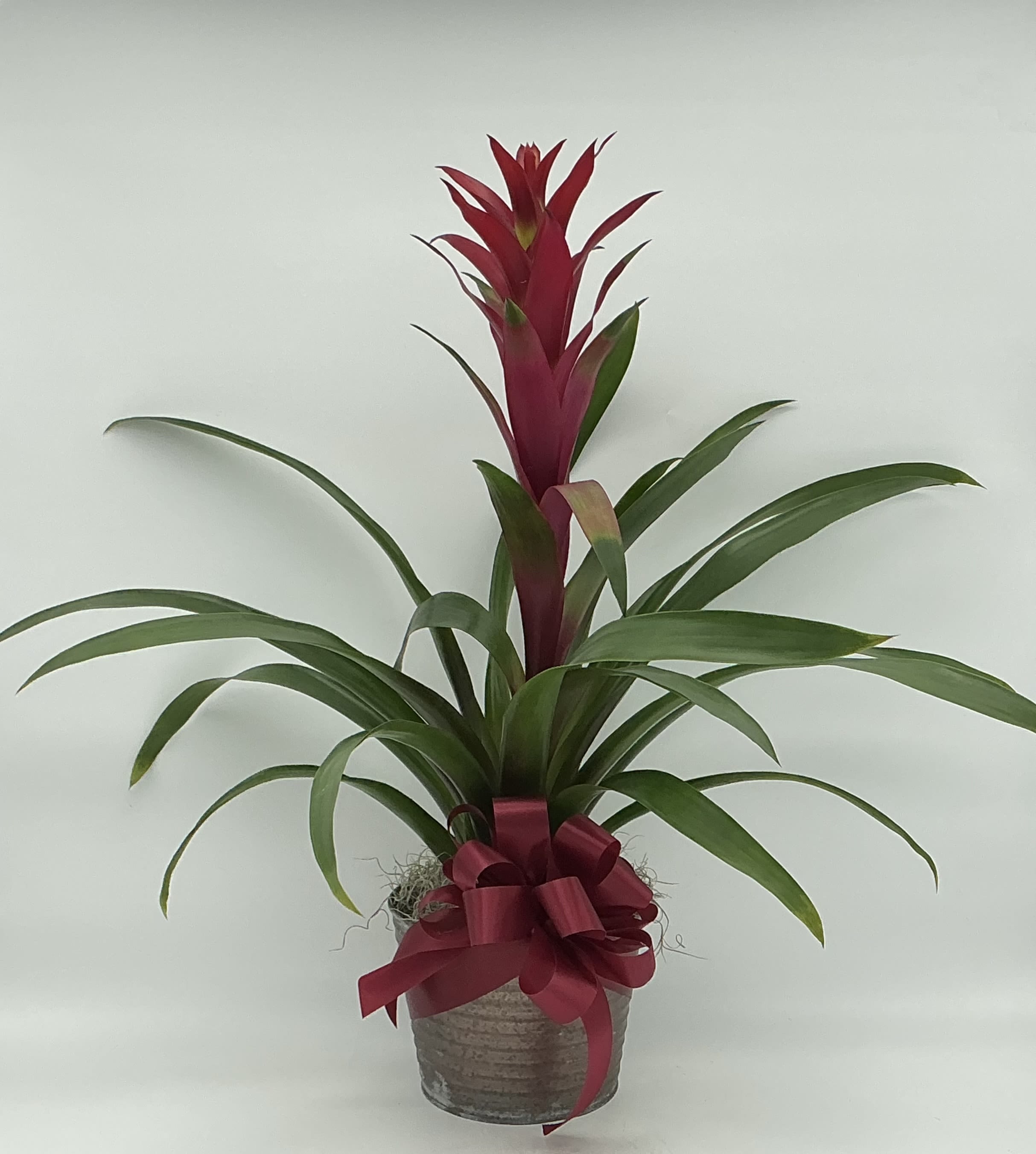 Bromeliad  - The bromeliad is tropical plant with lush green leaves and a colorful bloom shooting up out of the center.  It's an elegant house plant that will be impressive in it's decorative planter adorned with with a bow. 