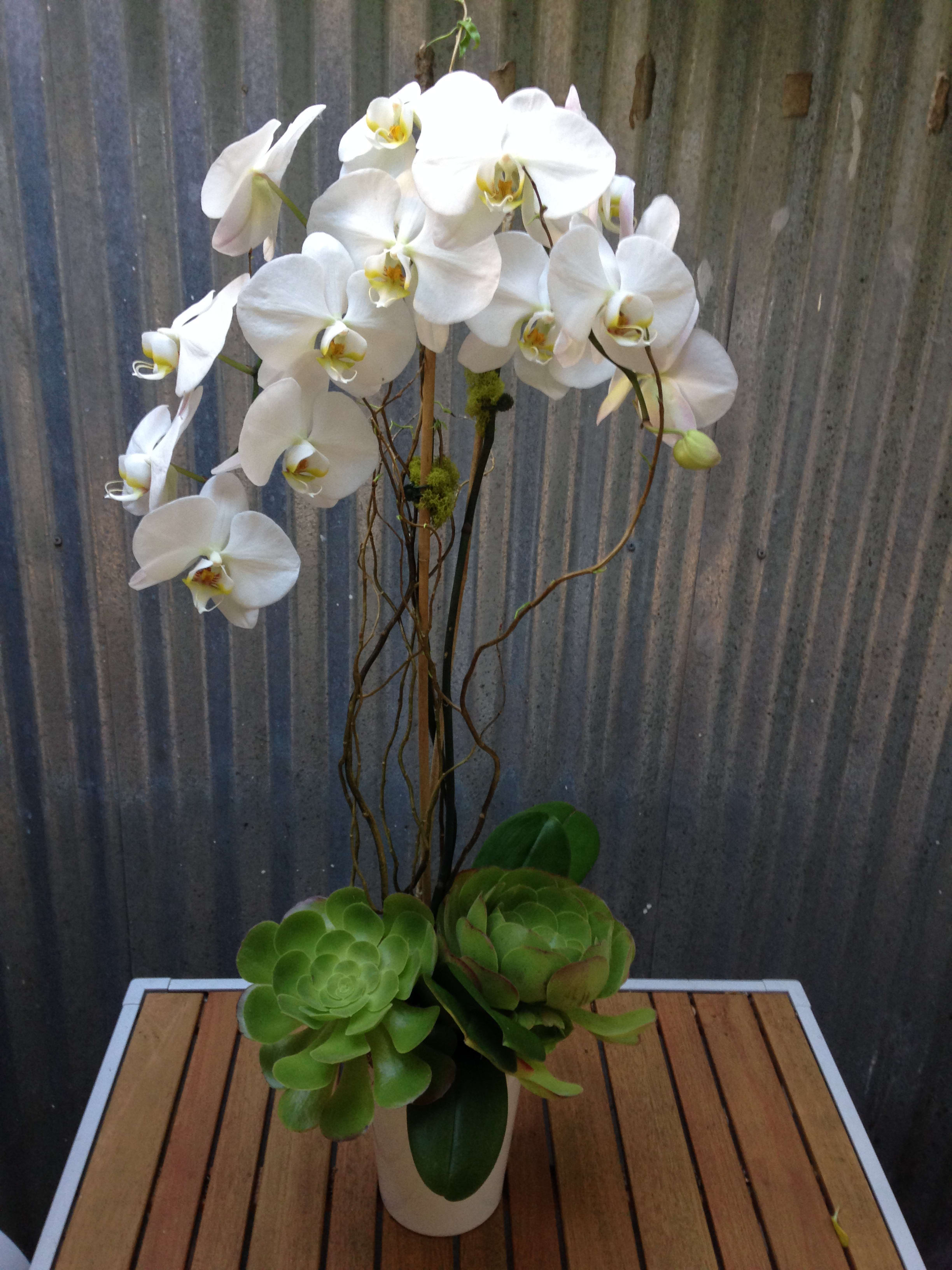 Heavenly Phalaenopsis Orchid Arrangement (LONG LASTING) Heavenly Phalaenopsis Orchid Arrangement (LONG LASTING) - This beautiful Phalaenopsis orchid is paired with over-sized succulents in a white pot with curly willow and moss accents. Orchids come in a variety of colors - call for additional availability. Featured Arrangement: $98.00 - 2 stems orchids with succulent. $178.00 - 4 stems orchids with succulent. $278.00 - 6 stems orchids with succulent.