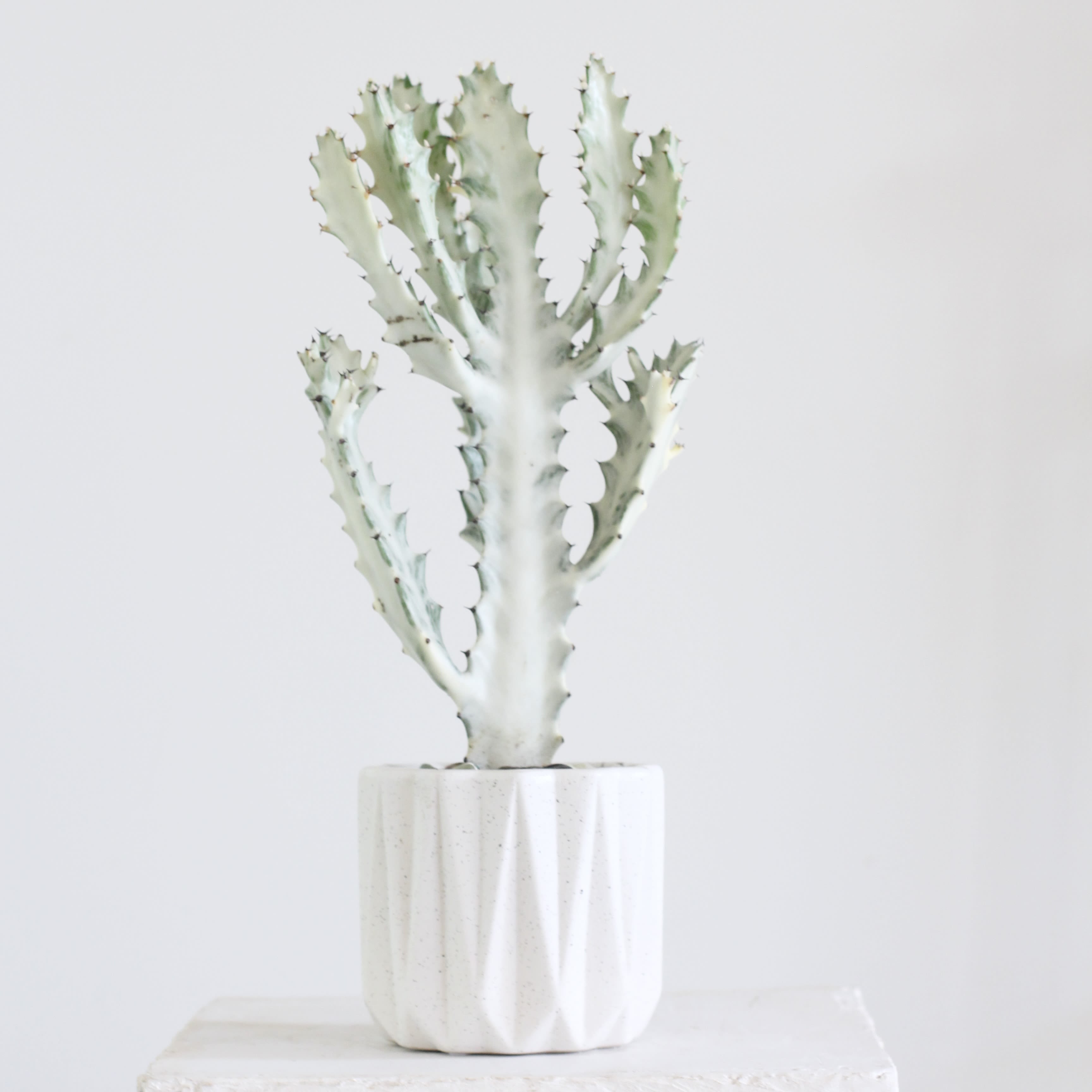 Dragon Bone Euphorbia Ghost  - The Ghost Dragon Bone Euphorbia is a sculptural succulent that looks like it was plucked from a desert dreamscape. With its pale, silvery-green ribbed stems and bold, architectural form, this striking plant makes a statement in any space. Low-maintenance and highly adaptable, it thrives on bright, indirect light and only occasional watering, making it a perfect choice for both collectors and beginners. Unique yet easy to care for, the Ghost Dragon Bone Euphorbia is a living piece of modern art that brings effortless style and intrigue to your home or office.