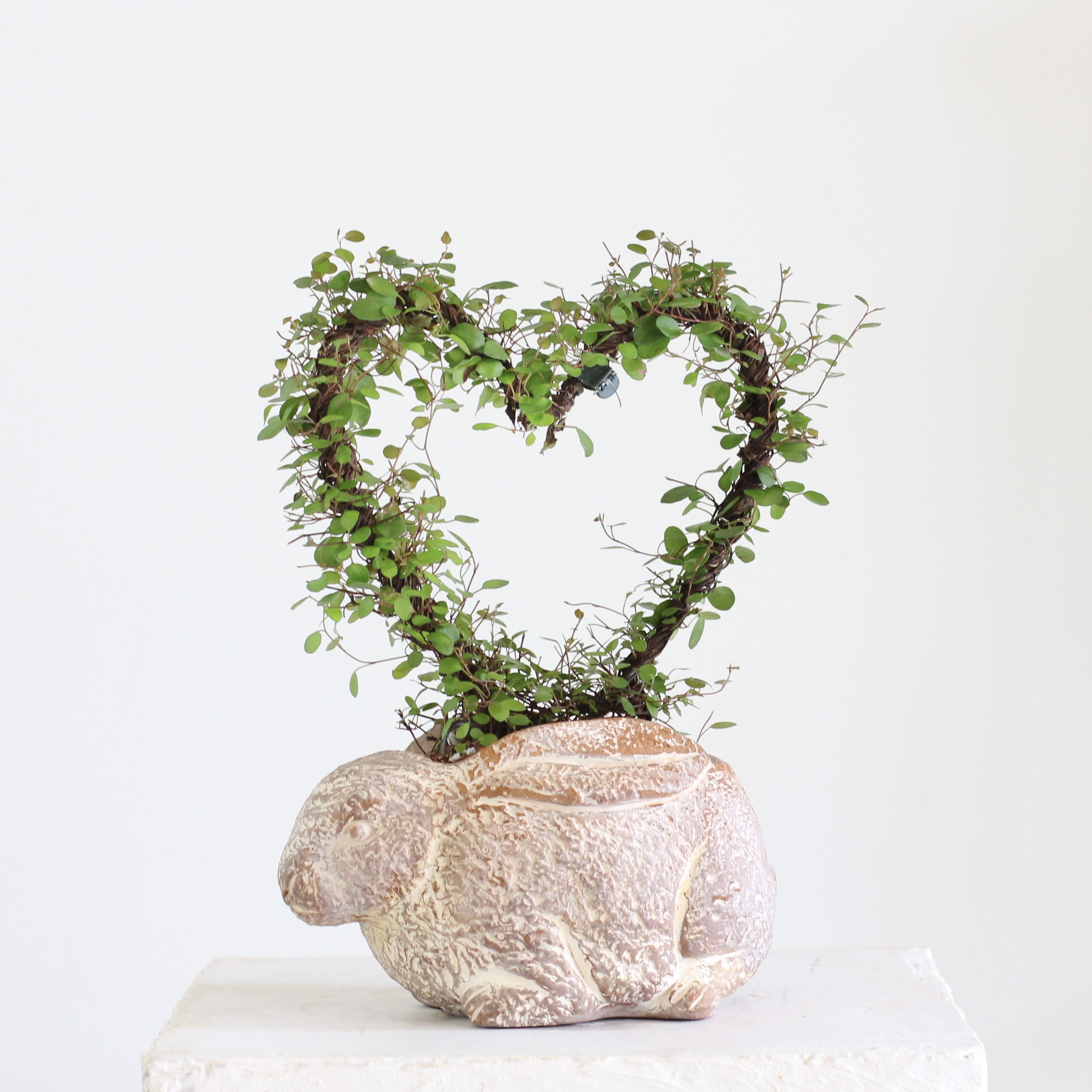 &quot;Some Bunny Loves You&quot; Angel Heart Vine  - The Angel Vine climbs gracefully around a charming heart shaped trellis, creating a living symbol of love and care. Nestled in our whimsical ceramic bunny planter, this sweet pairing makes the perfect gift for someone special or a delightful treat for yourself. Easy to care for with bright, indirect light and moderate watering, this thoughtful plant and planter duo brings both playfulness and greenery to any space.
