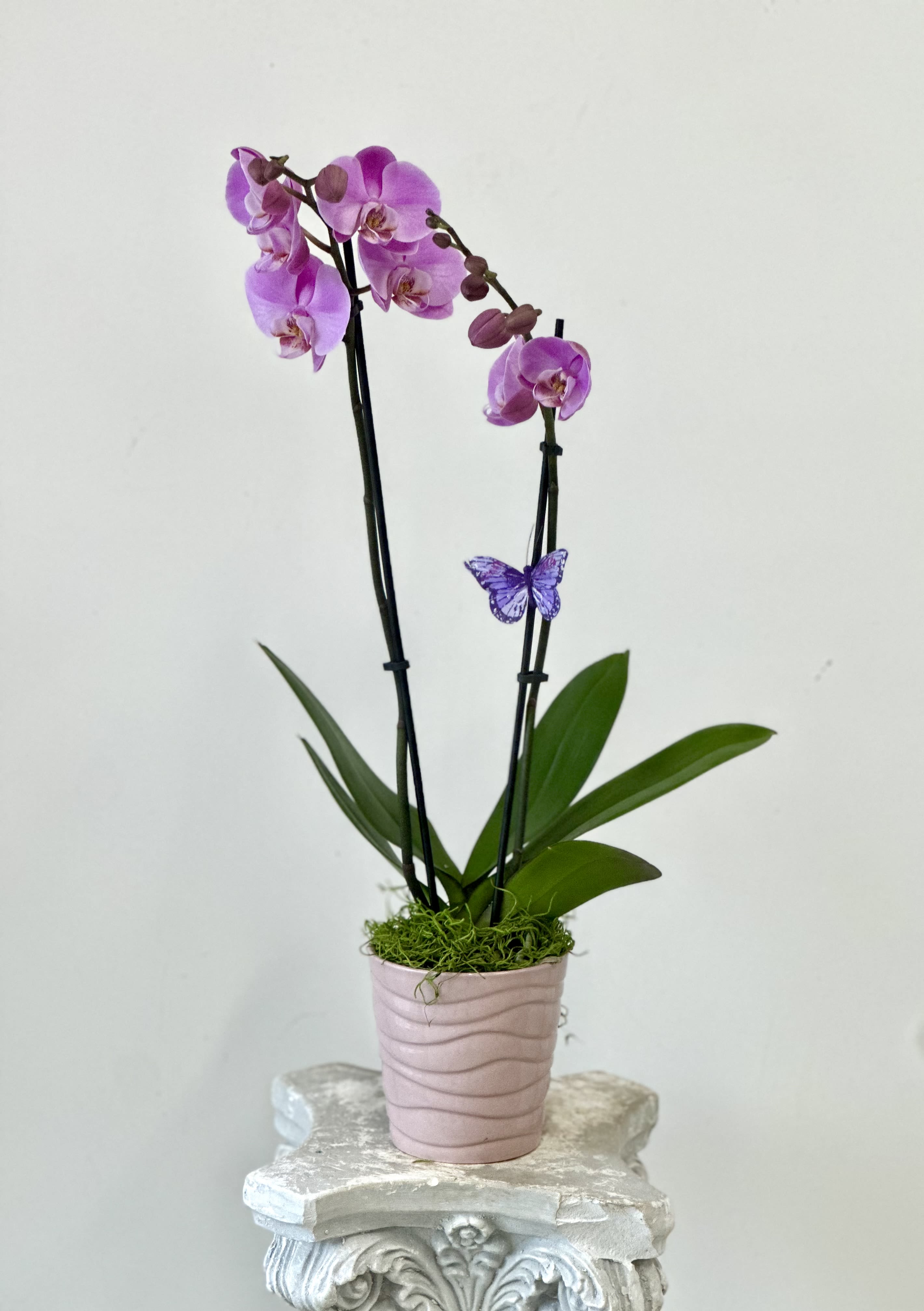 Phalaenopsis Orchids by Westford Florist Art by Veny Phalaenopsis Orchids by Westford Florist Art by Veny - Elevate your space with the exquisite Phalaenopsis Orchids by Westford Florist Art by Veny. Also known as moth orchids, is a genus of about seventy species of plants in the family Orchidaceae. Renowned for their vibrant colors and graceful blooms, these orchids effortlessly enhance any decor or occasion while requiring minimal care. Simply water them weekly with three ice cubes and place them in bright, indirect light—it's that easy! With their captivating beauty and straightforward maintenance, these exotic plants are perfect for both seasoned plant enthusiasts and beginners. This genus consists of monopodial epiphytes or lithophytes with long, coarse roots, short, leafy stems, and long-lasting, flat flowers arranged in a flowering stem that often branches near the end. Transform your home or surprise a loved one with this timeless symbol of elegance; all you need to do is sit back and enjoy the enchanting display they create.
